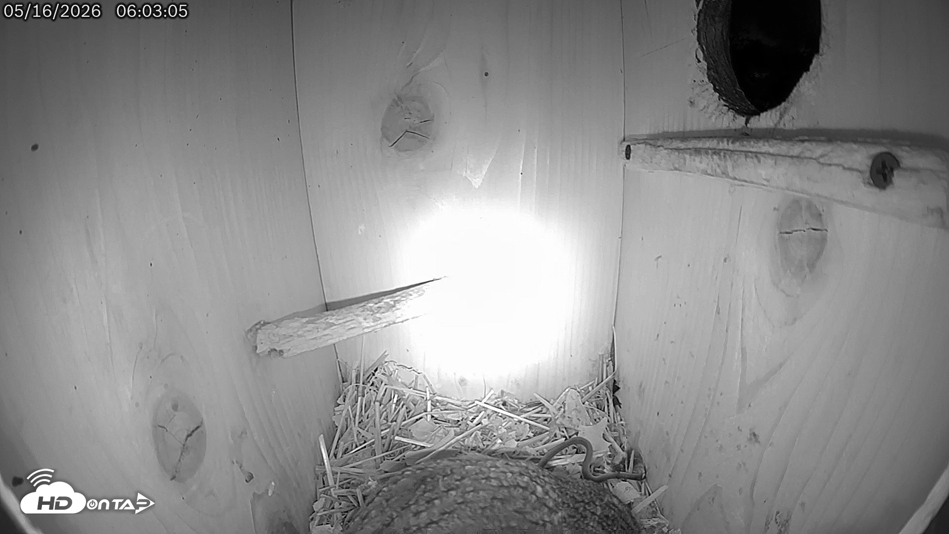 Snapshot of Eastern Screech Owl Live Cam taken May 16, 2026, 6:03am CDT