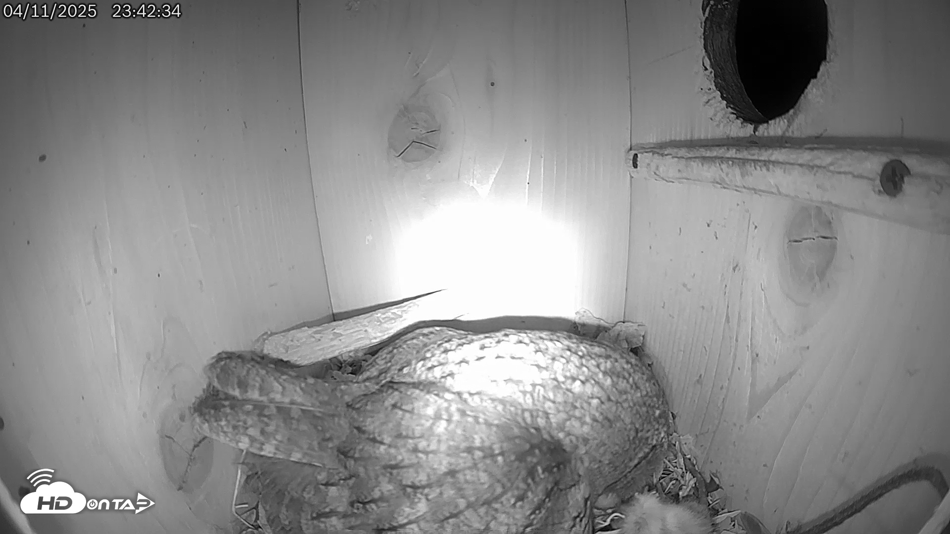 Snapshot of Eastern Screech Owl Live Cam taken Apr 12, 2025, 1:21am CDT
