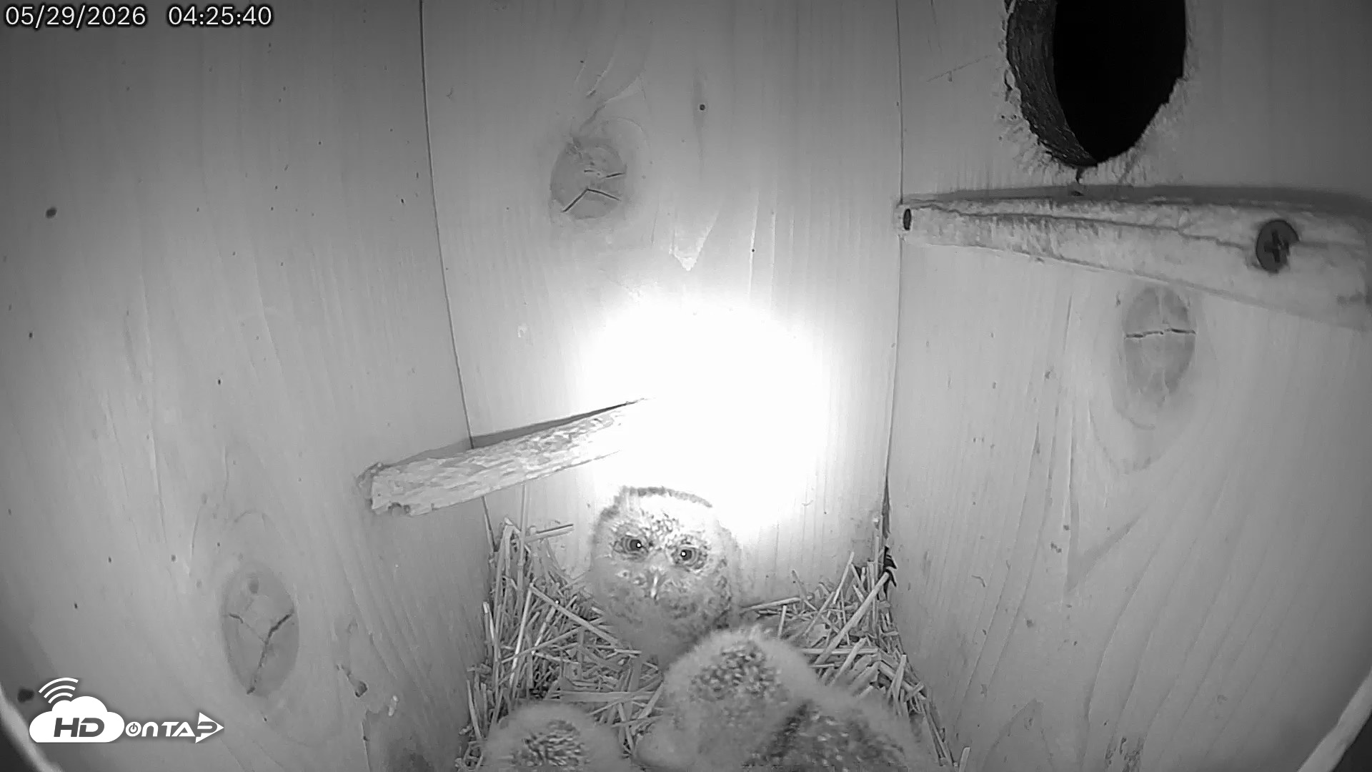 Snapshot of Eastern Screech Owl Live Cam taken May 29, 2026, 5:12am CDT