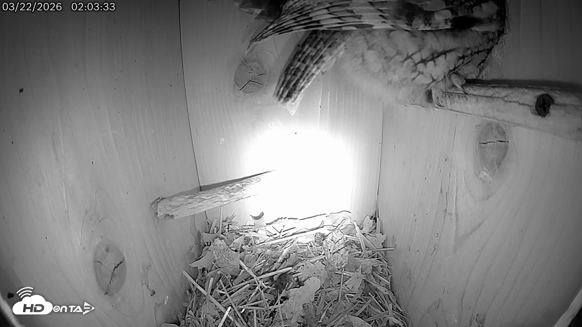 Snapshot of Eastern Screech Owl Live Cam taken Mar 22, 2026, 11:33am CDT