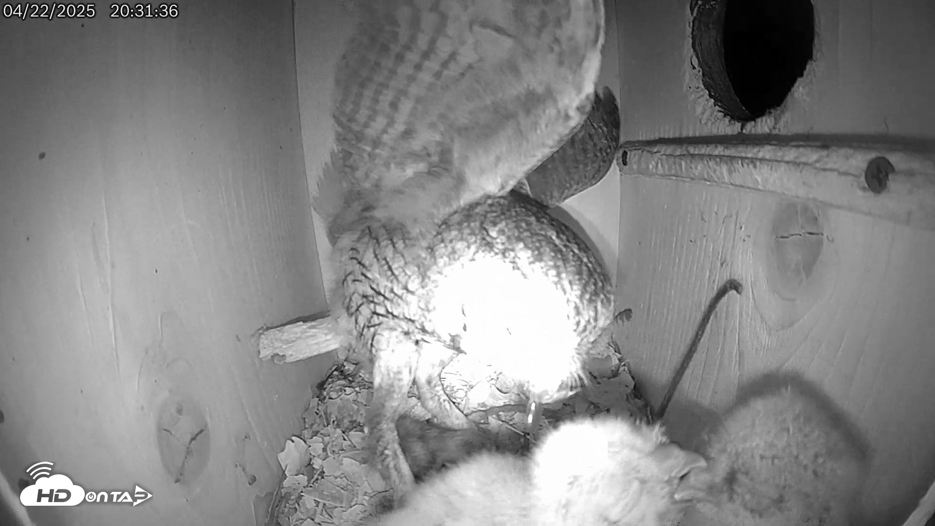 Snapshot of Eastern Screech Owl Live Cam taken Apr 23, 2025, 1:56am CDT