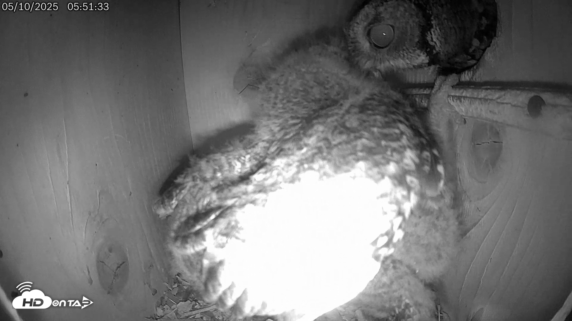 Snapshot of Eastern Screech Owl Live Cam taken May 10, 2025, 6:02am CDT
