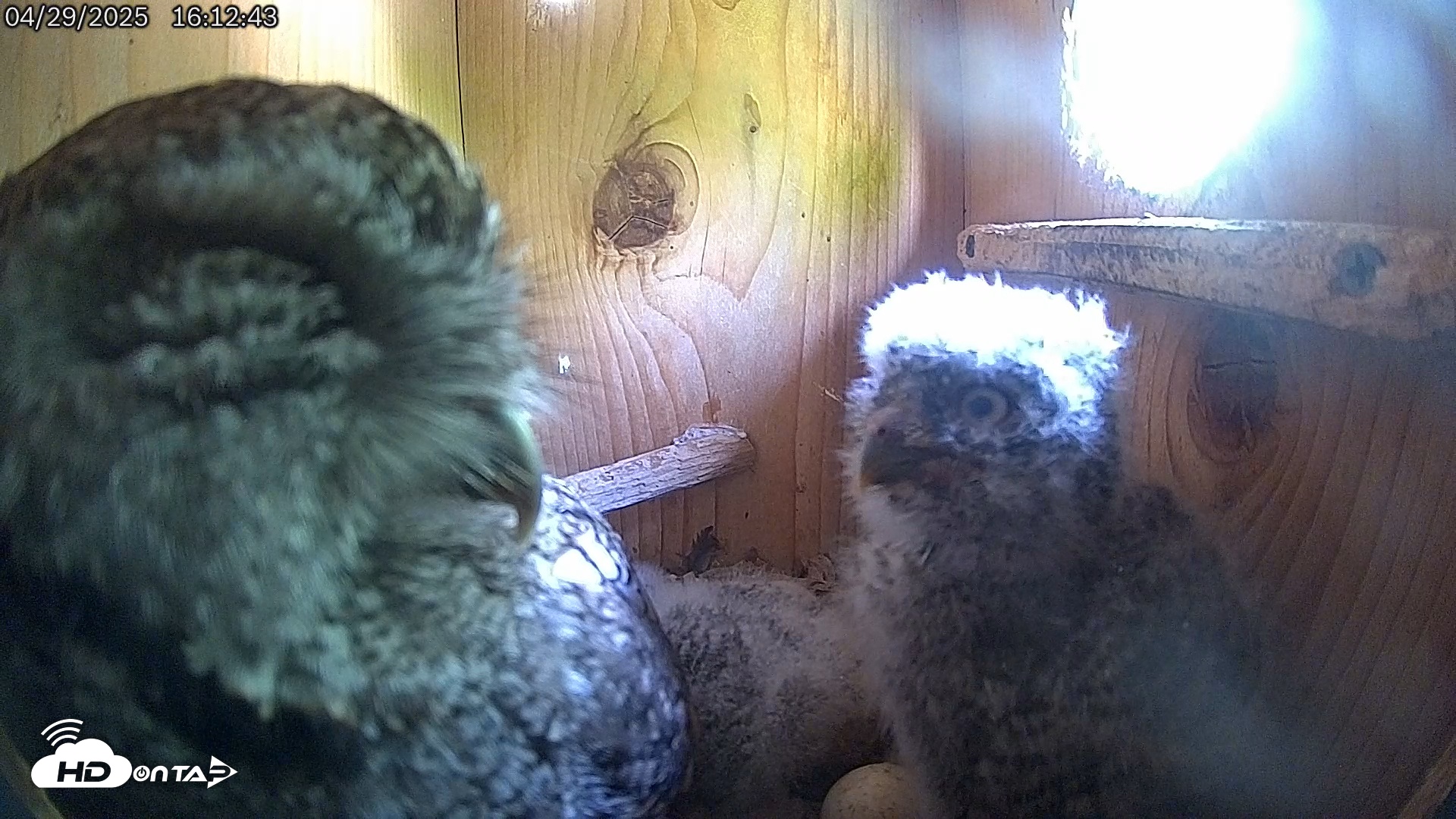 Snapshot of Eastern Screech Owl Live Cam taken Apr 29, 2025, 10:07pm CDT