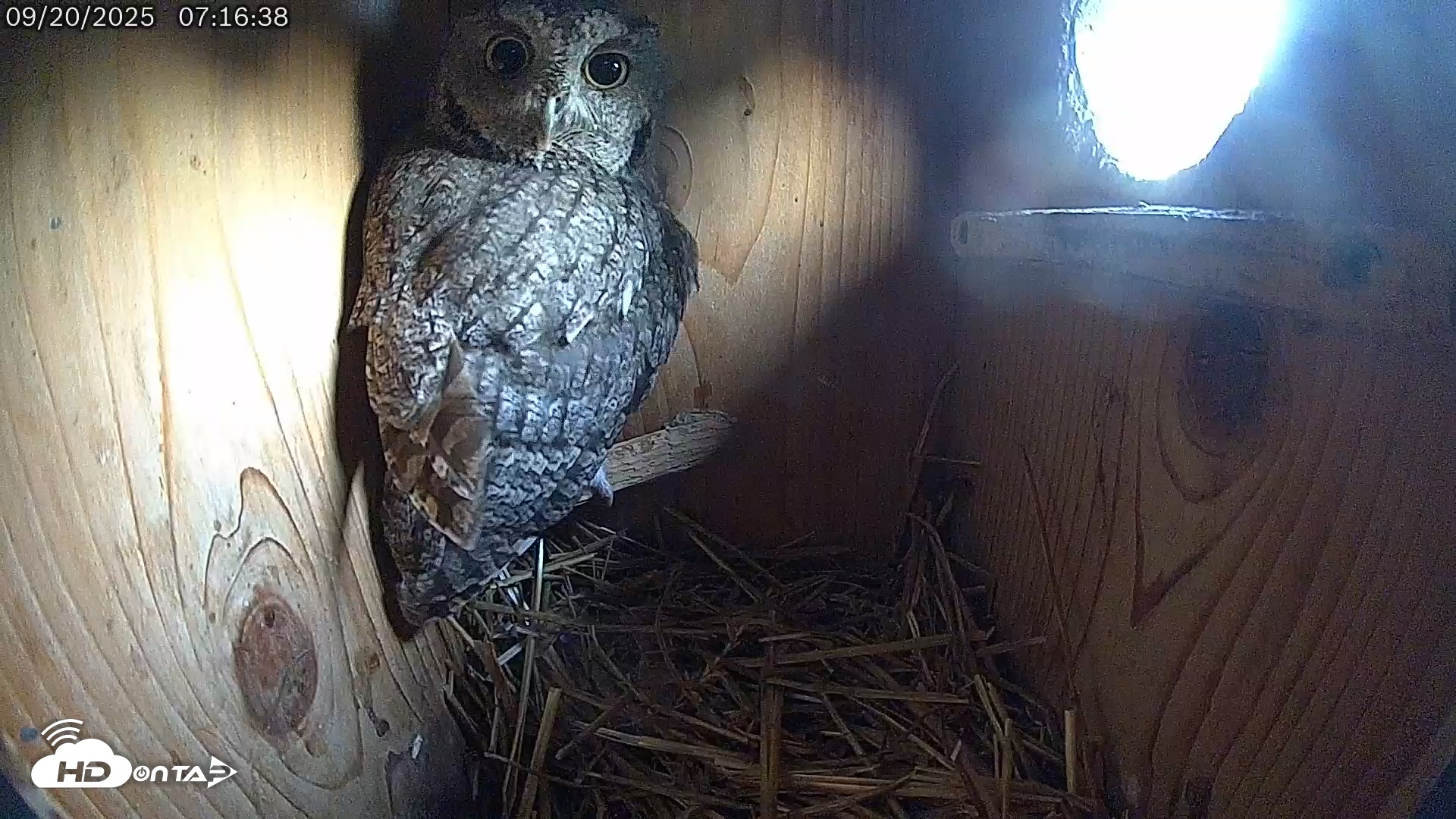 Snapshot of Eastern Screech Owl Live Cam taken Sep 20, 2025, 11:32am CDT