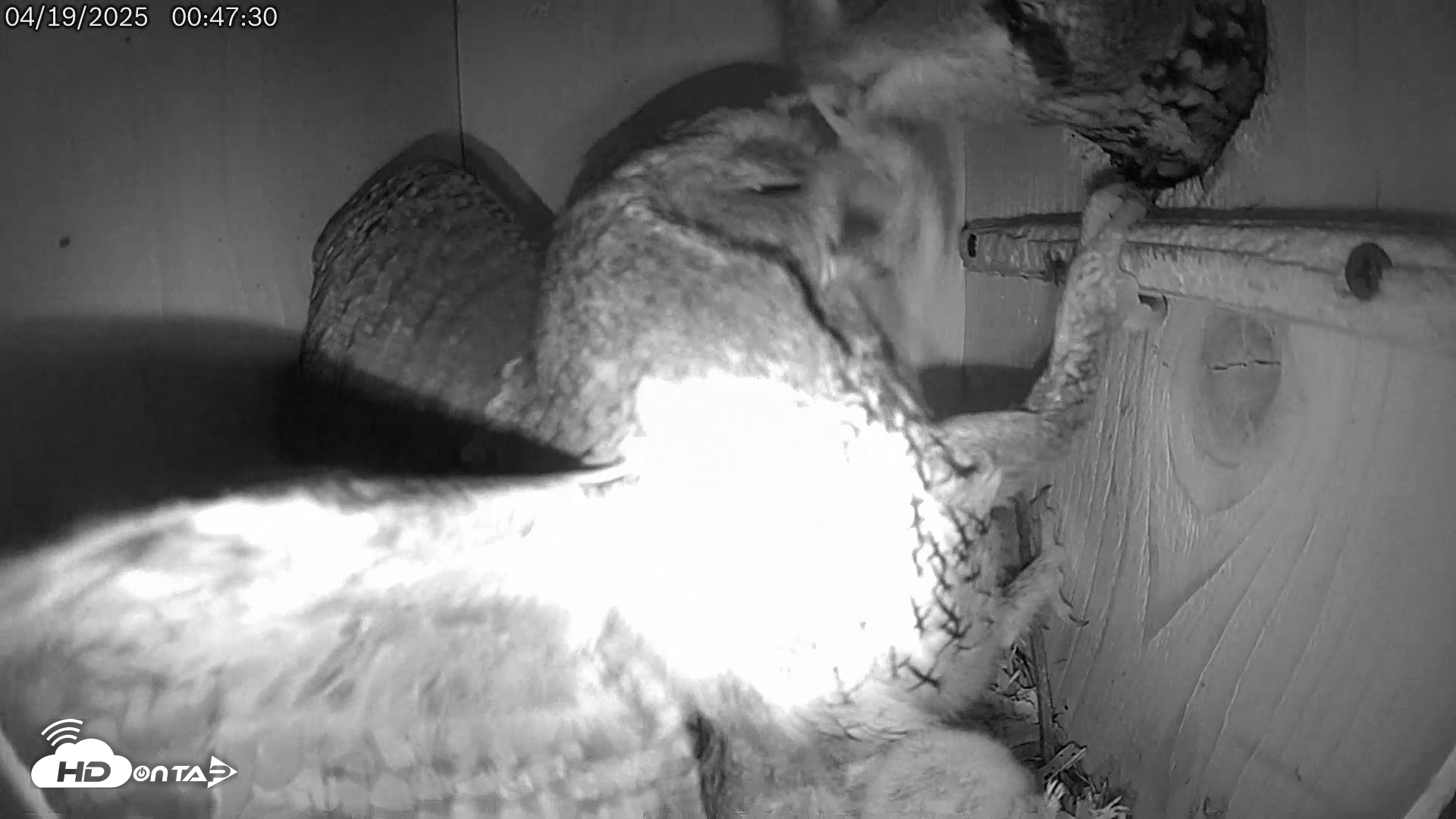 Snapshot of Eastern Screech Owl Live Cam taken Apr 19, 2025, 1:12am CDT