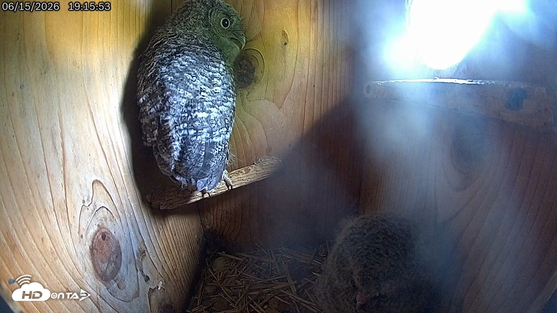 Snapshot of Eastern Screech Owl Live Cam taken Jun 15, 2026, 7:19pm CDT