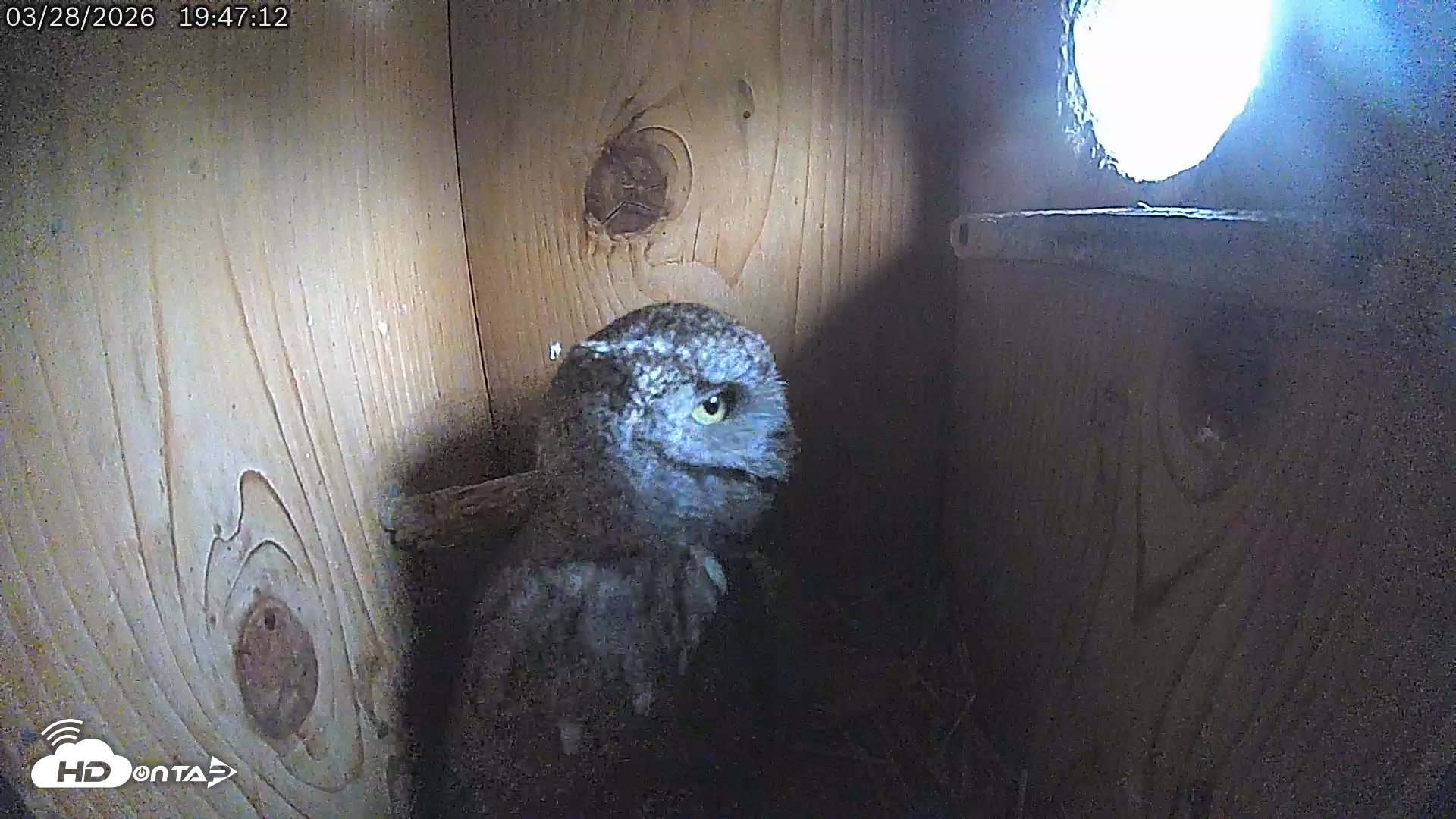 Snapshot of Eastern Screech Owl Live Cam taken Mar 28, 2026, 8:43pm CDT