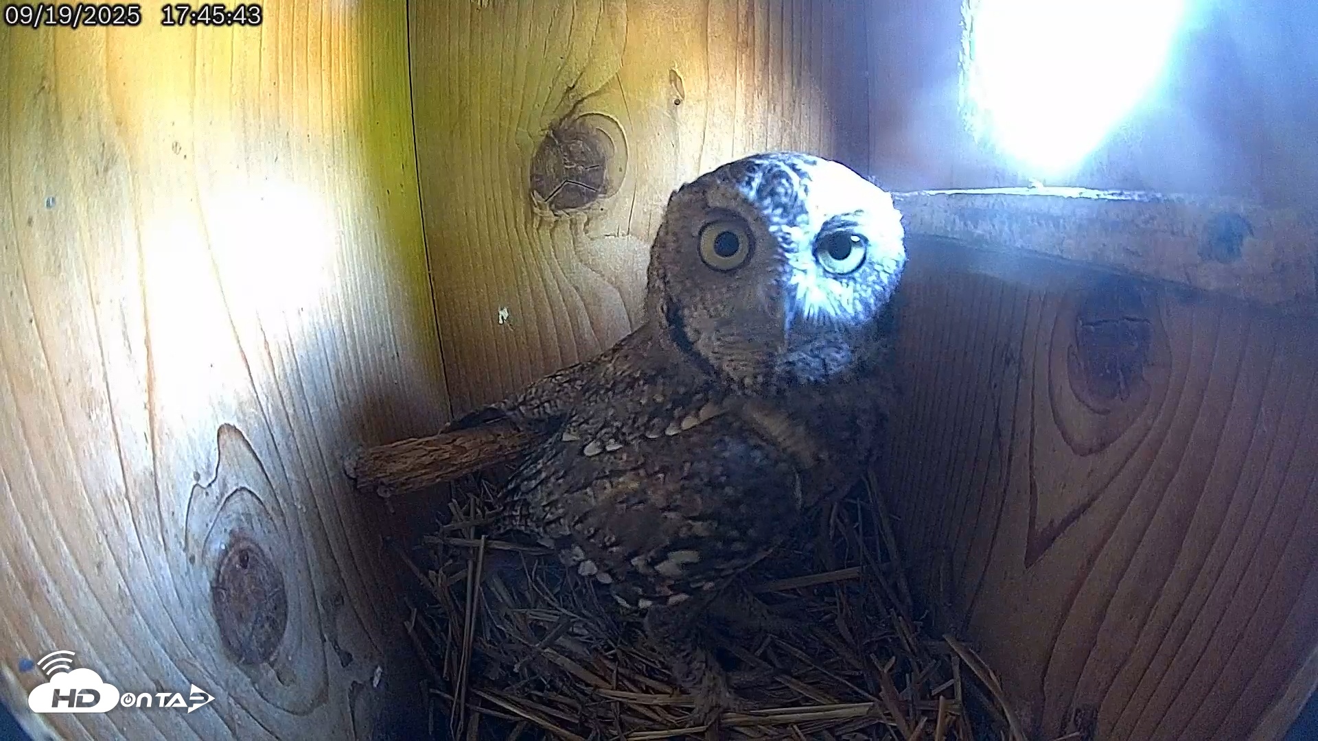 Snapshot of Eastern Screech Owl Live Cam taken Sep 19, 2025, 6:47pm CDT