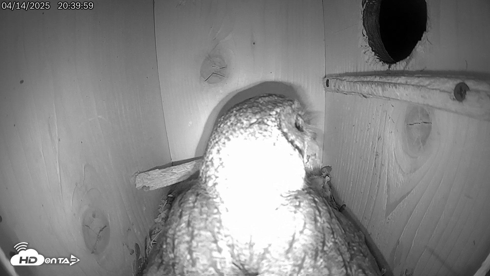 Snapshot of Eastern Screech Owl Live Cam taken Apr 14, 2025, 10:21pm CDT