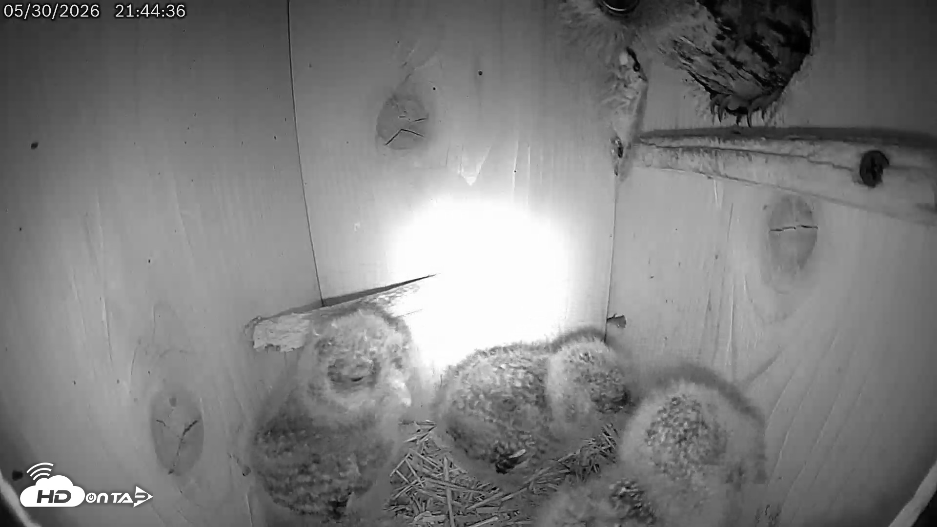Snapshot of Eastern Screech Owl Live Cam taken May 30, 2026, 10:47pm CDT