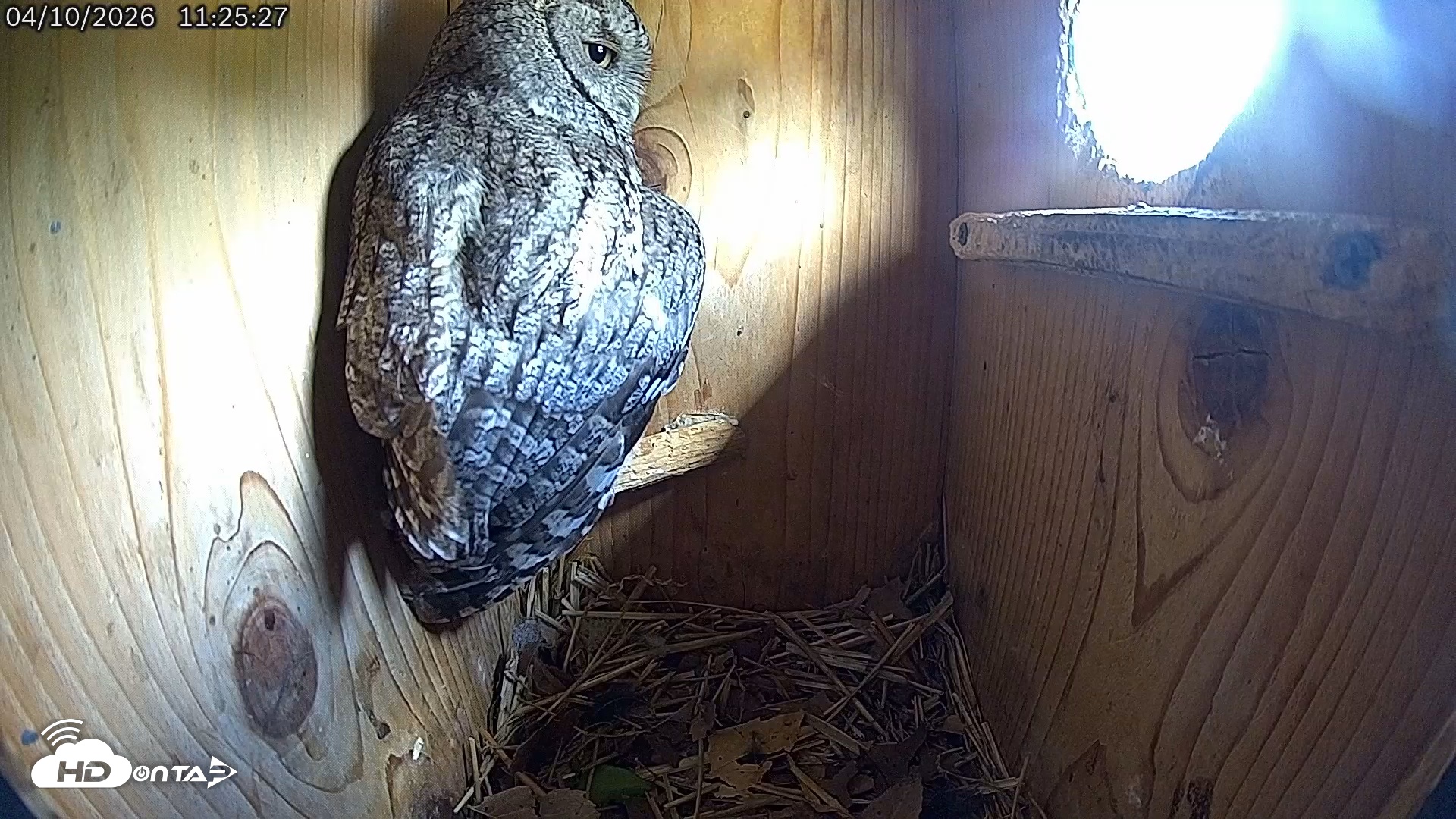 Snapshot of Eastern Screech Owl Live Cam taken Apr 10, 2026, 11:28am CDT