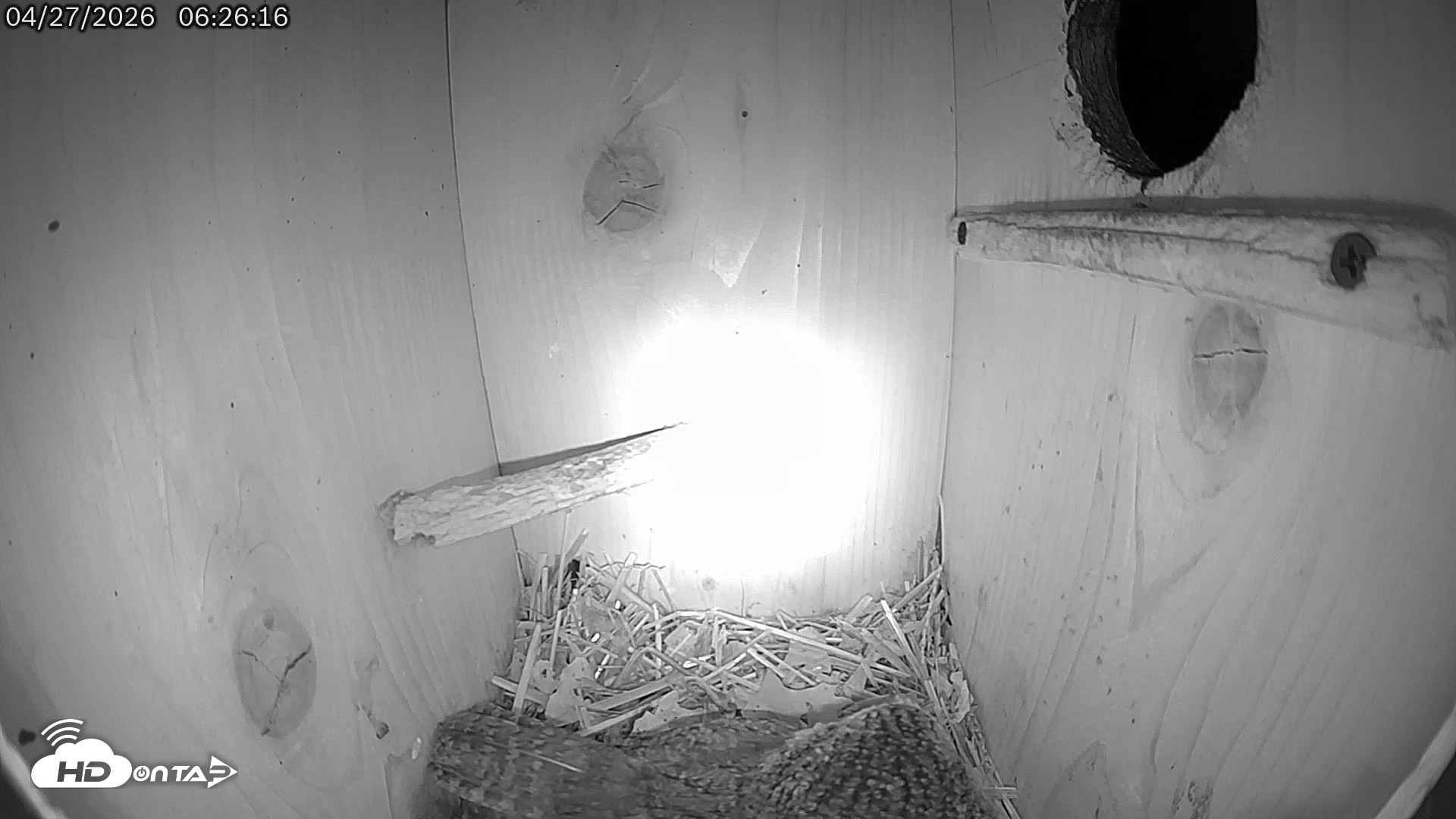 Snapshot of Eastern Screech Owl Live Cam taken Apr 27, 2026, 6:27am CDT