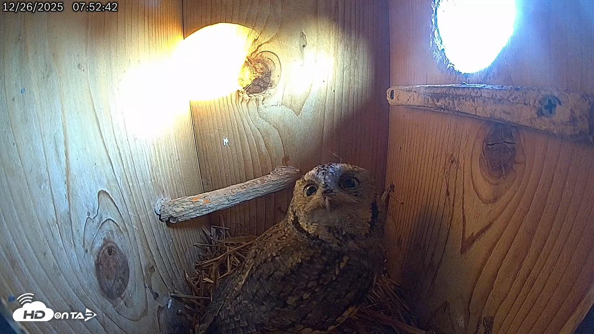 Snapshot of Eastern Screech Owl Live Cam taken Dec 26, 2025, 8:10am CST