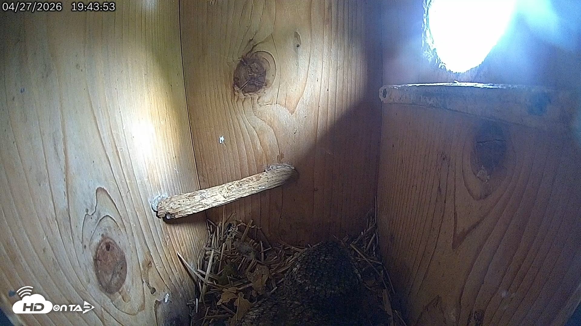 Snapshot of Eastern Screech Owl Live Cam taken Apr 27, 2026, 9:24pm CDT