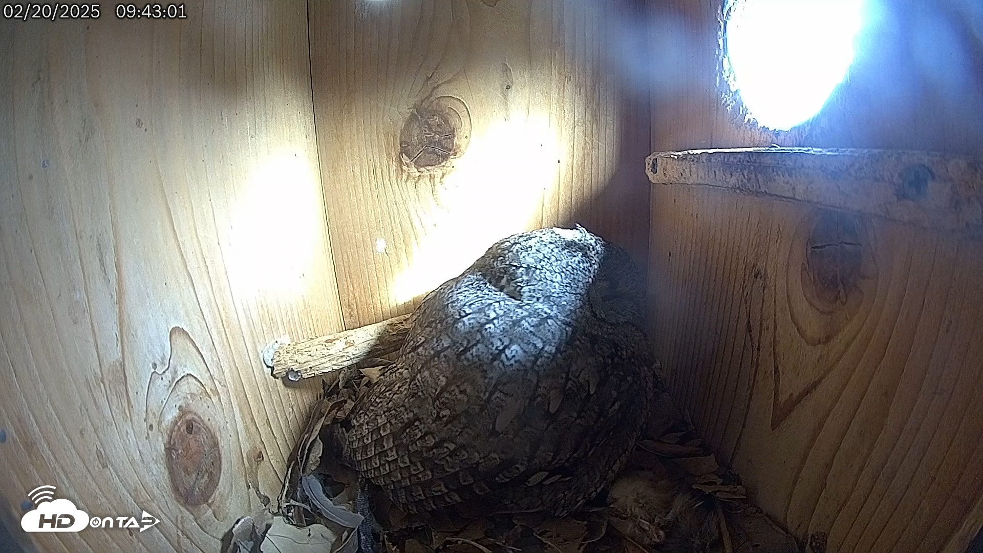 Snapshot of Eastern Screech Owl Live Cam taken Feb 20, 2025, 9:45am CST