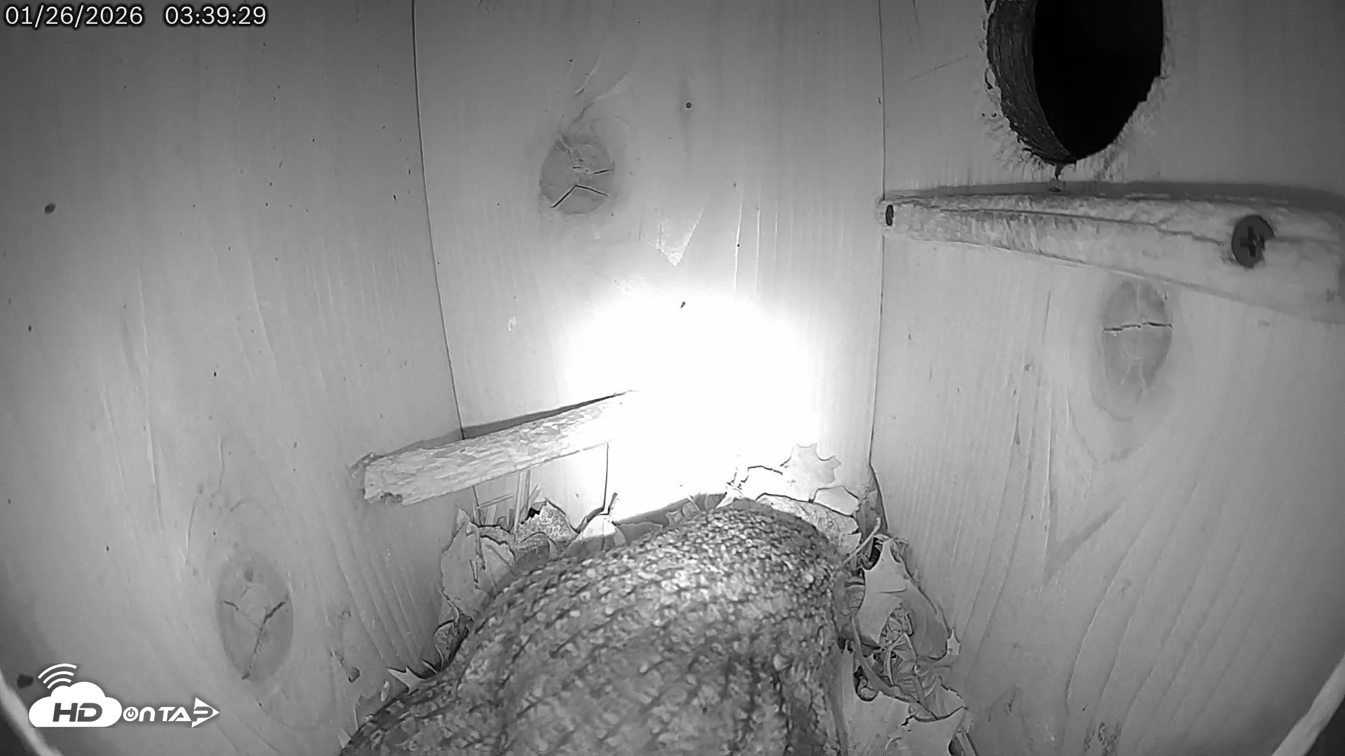 Snapshot of Eastern Screech Owl Live Cam taken Jan 26, 2026, 12:20pm CST