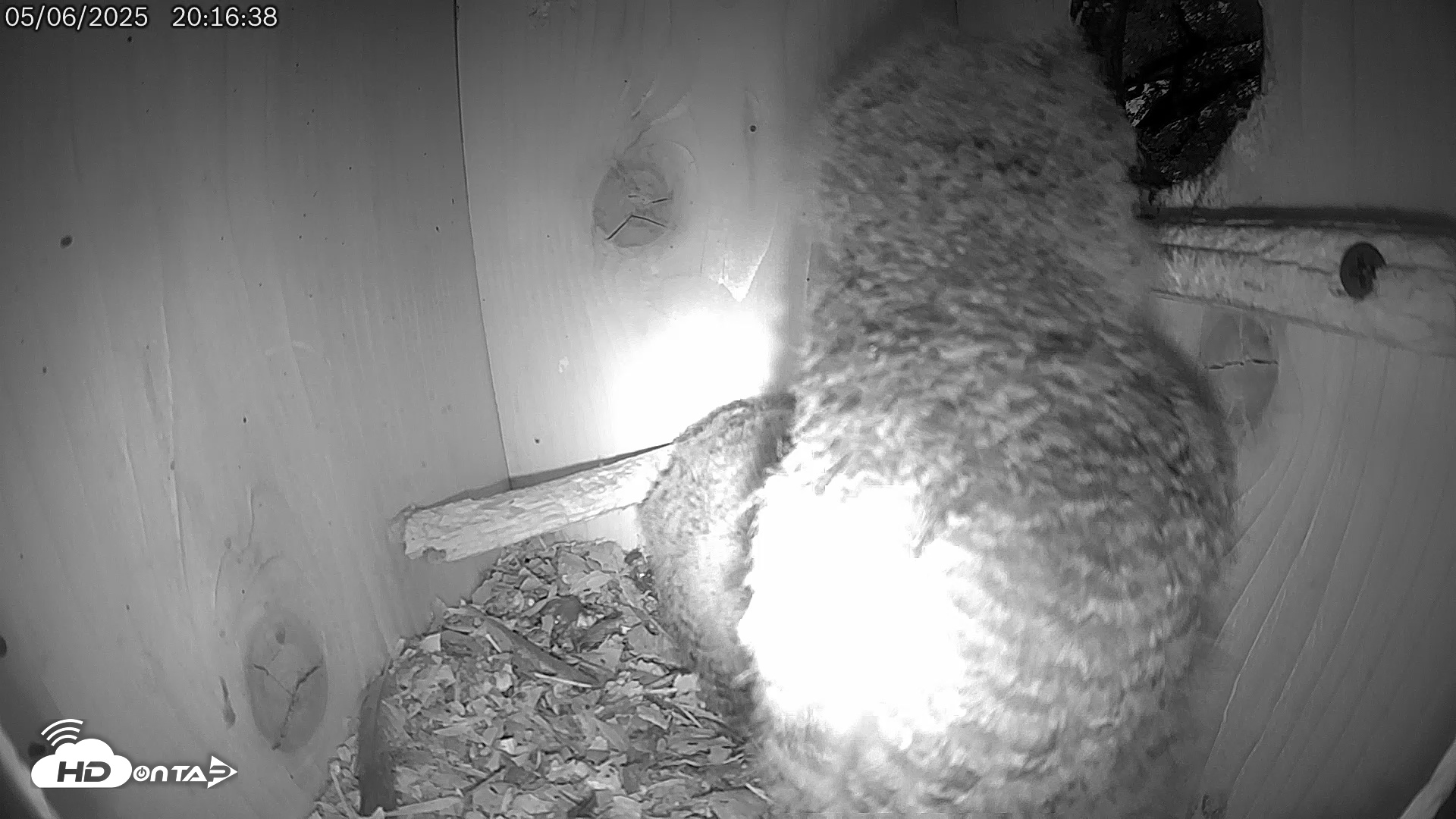 Snapshot of Eastern Screech Owl Live Cam taken May 6, 2025, 8:21pm CDT
