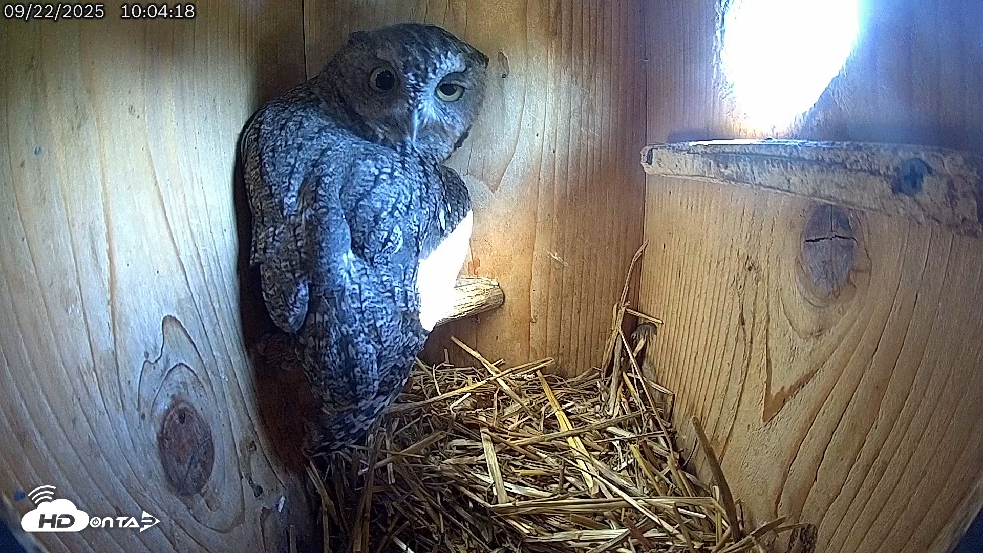 Snapshot of Eastern Screech Owl Live Cam taken Sep 22, 2025, 10:06am CDT
