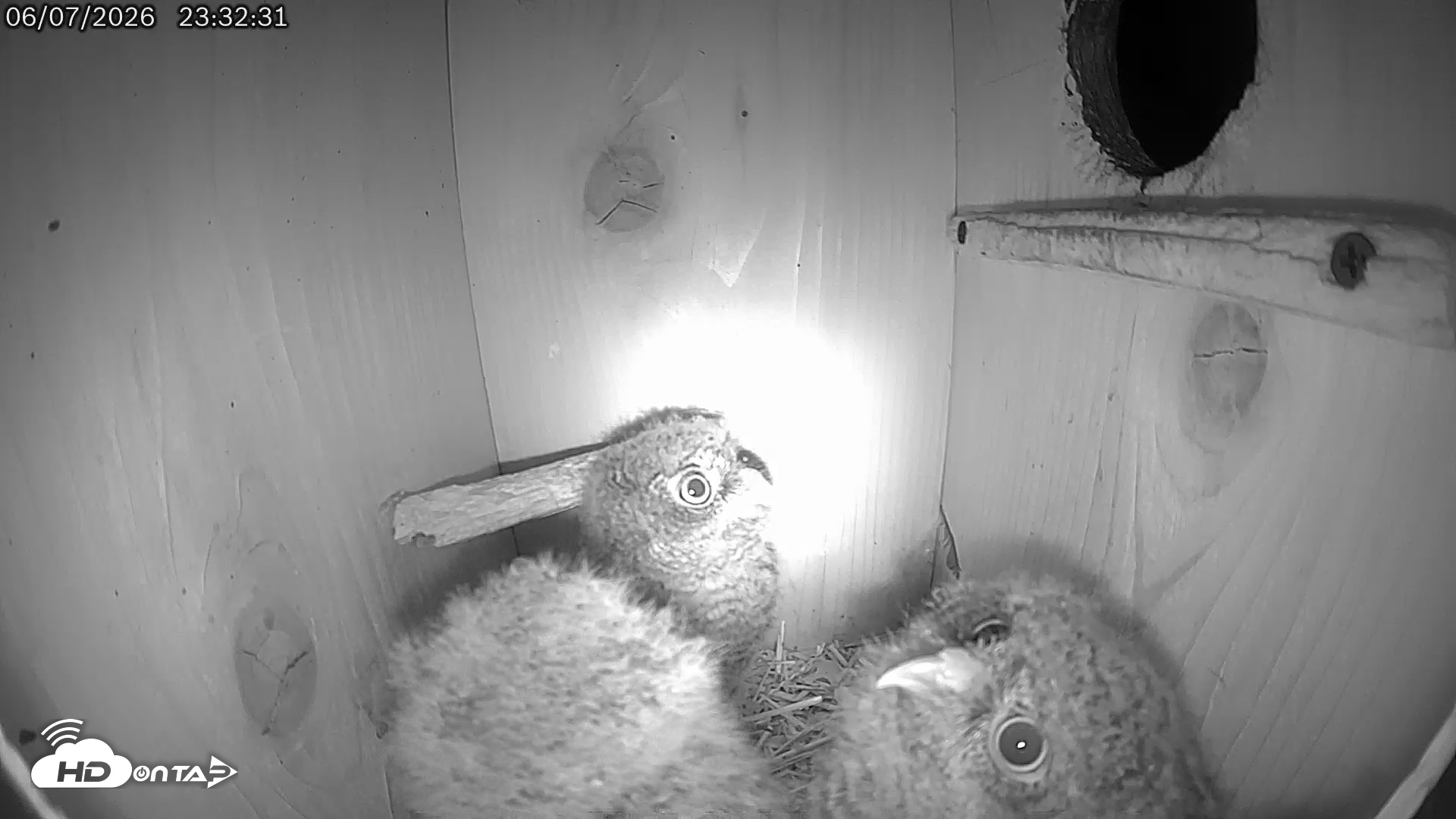 Snapshot of Eastern Screech Owl Live Cam taken Jun 8, 2026, 12:58am CDT