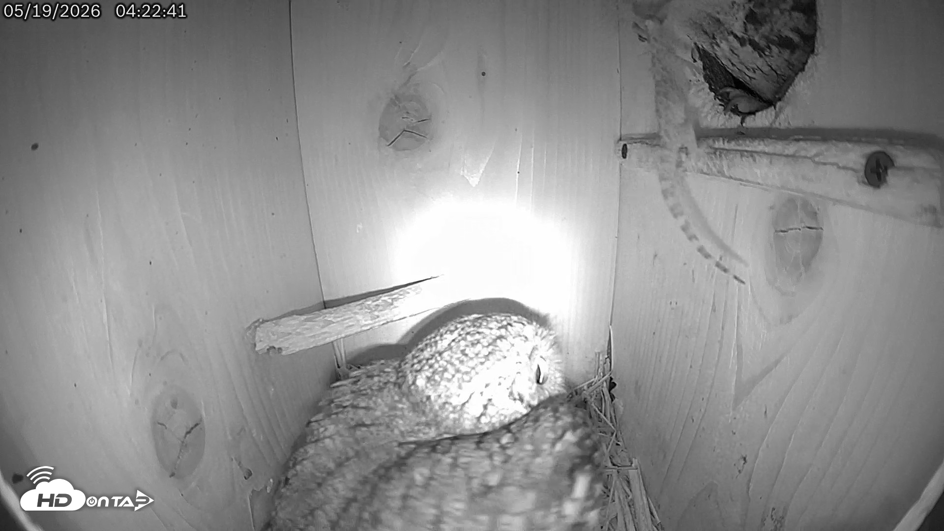 Snapshot of Eastern Screech Owl Live Cam taken May 19, 2026, 9:49am CDT
