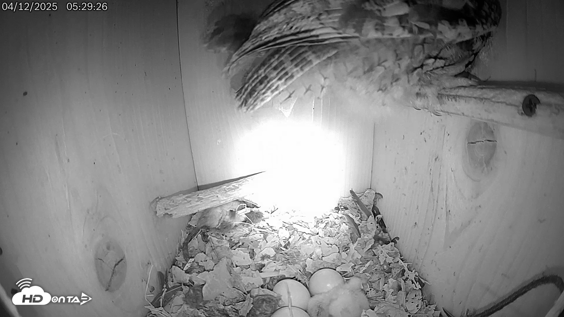 Snapshot of Eastern Screech Owl Live Cam taken Apr 12, 2025, 5:54am CDT