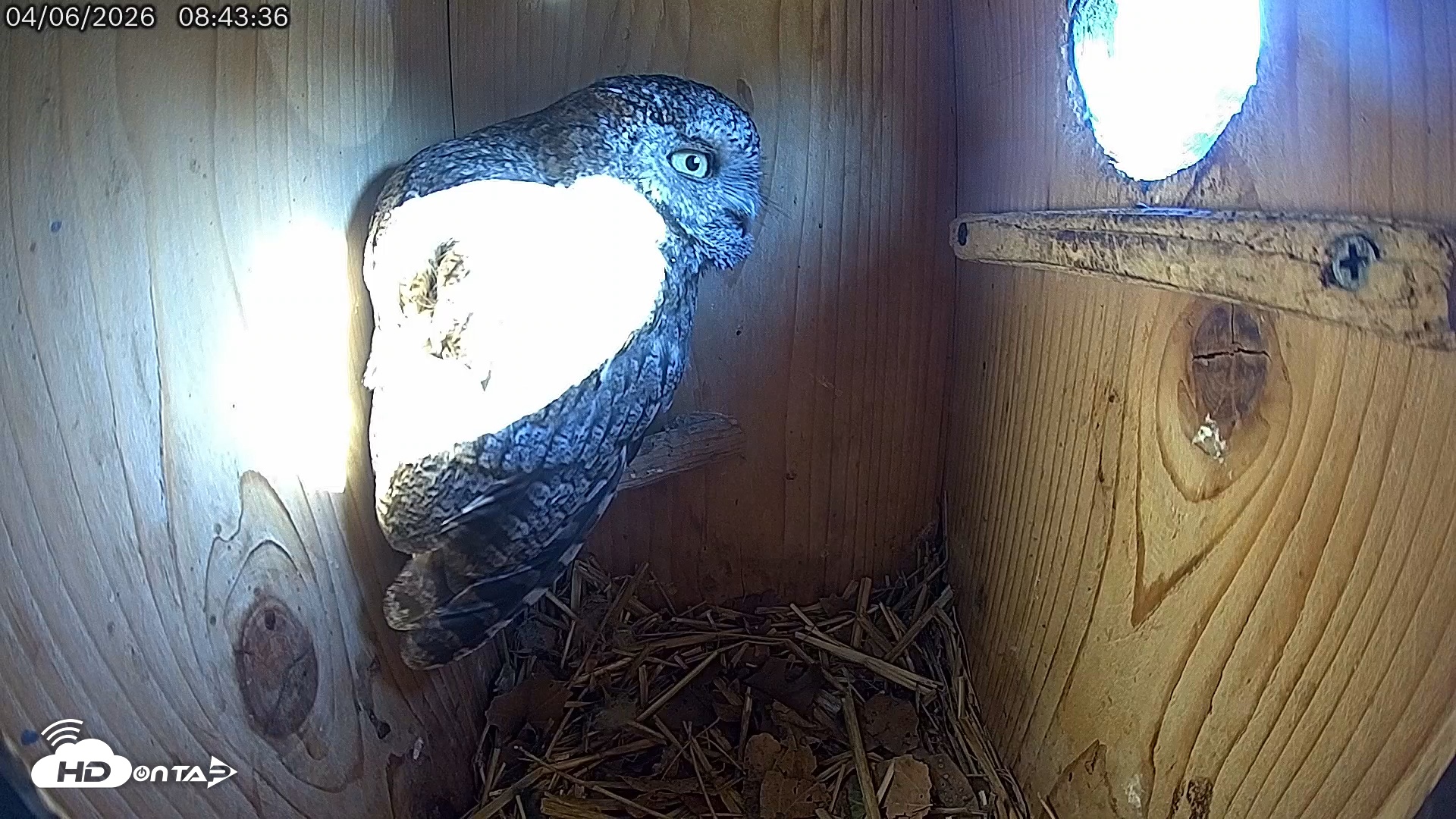 Snapshot of Eastern Screech Owl Live Cam taken Apr 6, 2026, 8:48am CDT