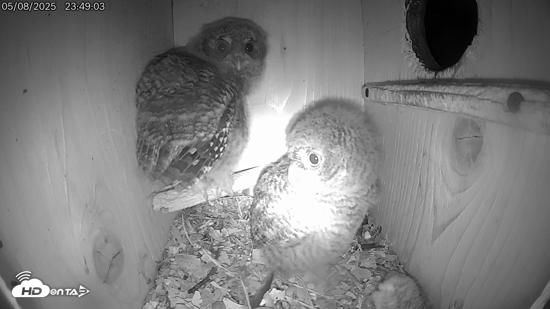 Snapshot of Eastern Screech Owl Live Cam taken May 9, 2025, 11:14am CDT