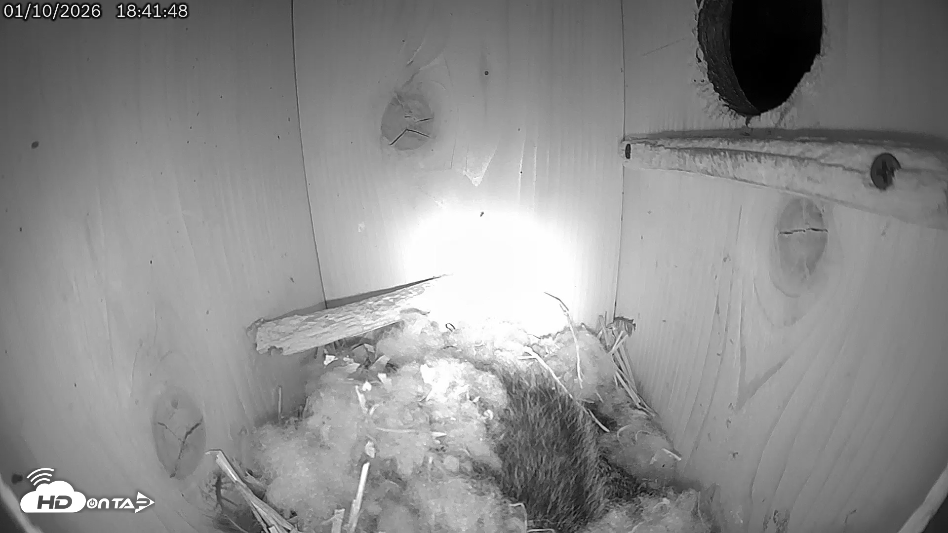 Snapshot of Eastern Screech Owl Live Cam taken Jan 10, 2026, 6:42pm CST