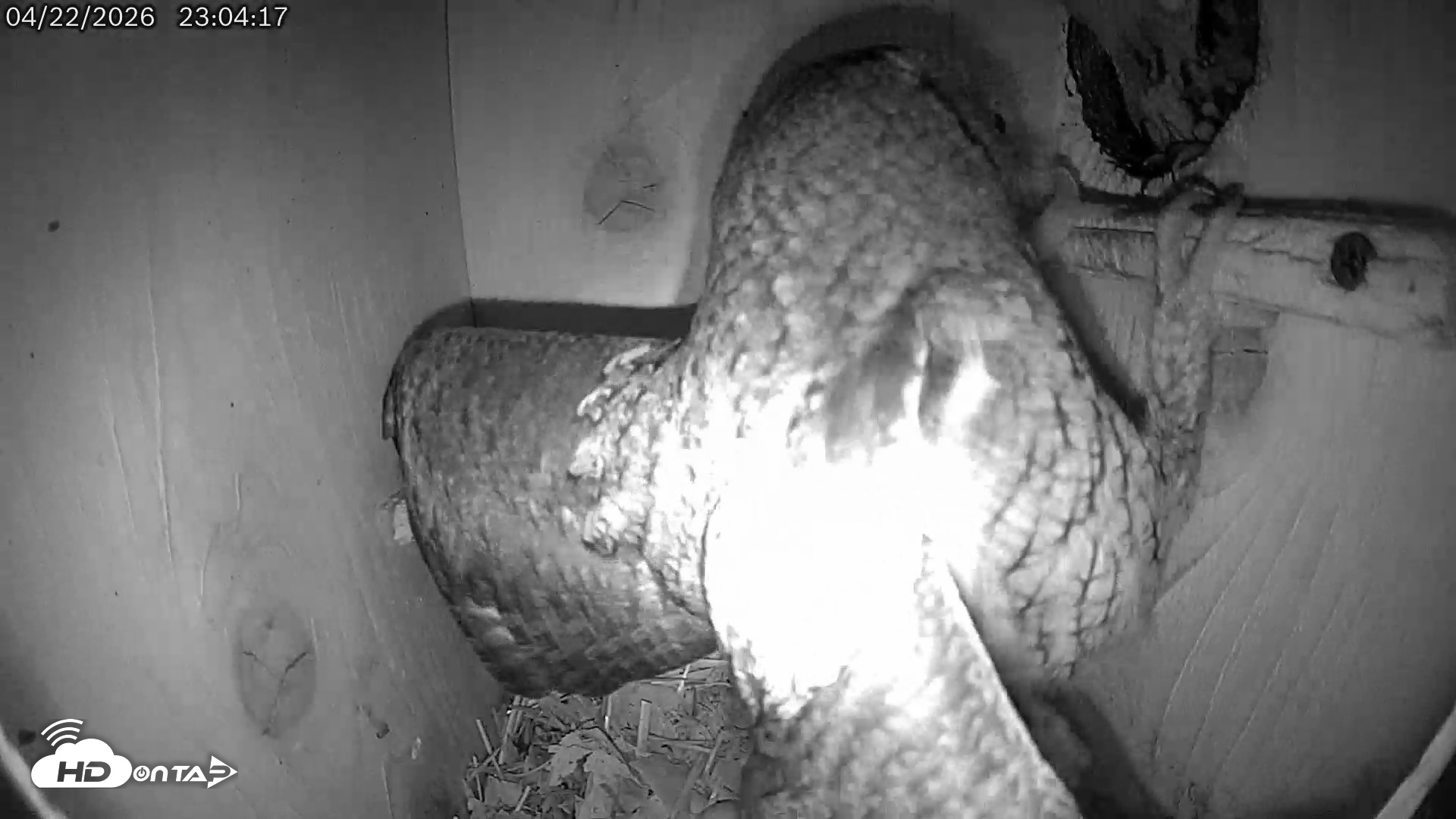 Snapshot of Eastern Screech Owl Live Cam taken Apr 23, 2026, 12:02am CDT