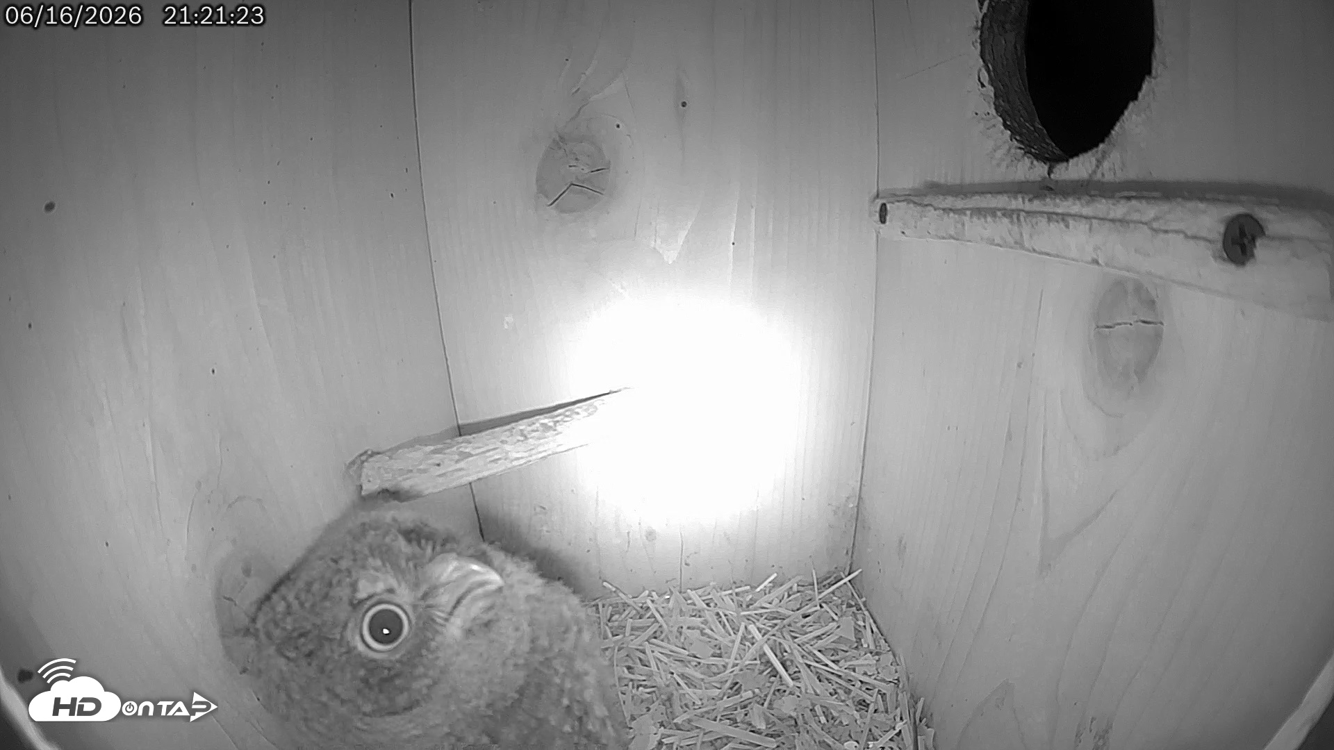 Snapshot of Eastern Screech Owl Live Cam taken Jun 16, 2026, 9:22pm CDT