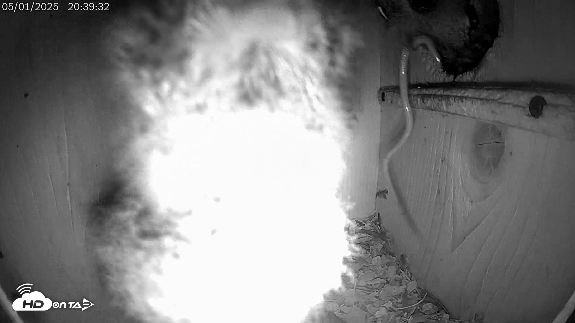 Snapshot of Eastern Screech Owl Live Cam taken May 2, 2025, 3:56am CDT