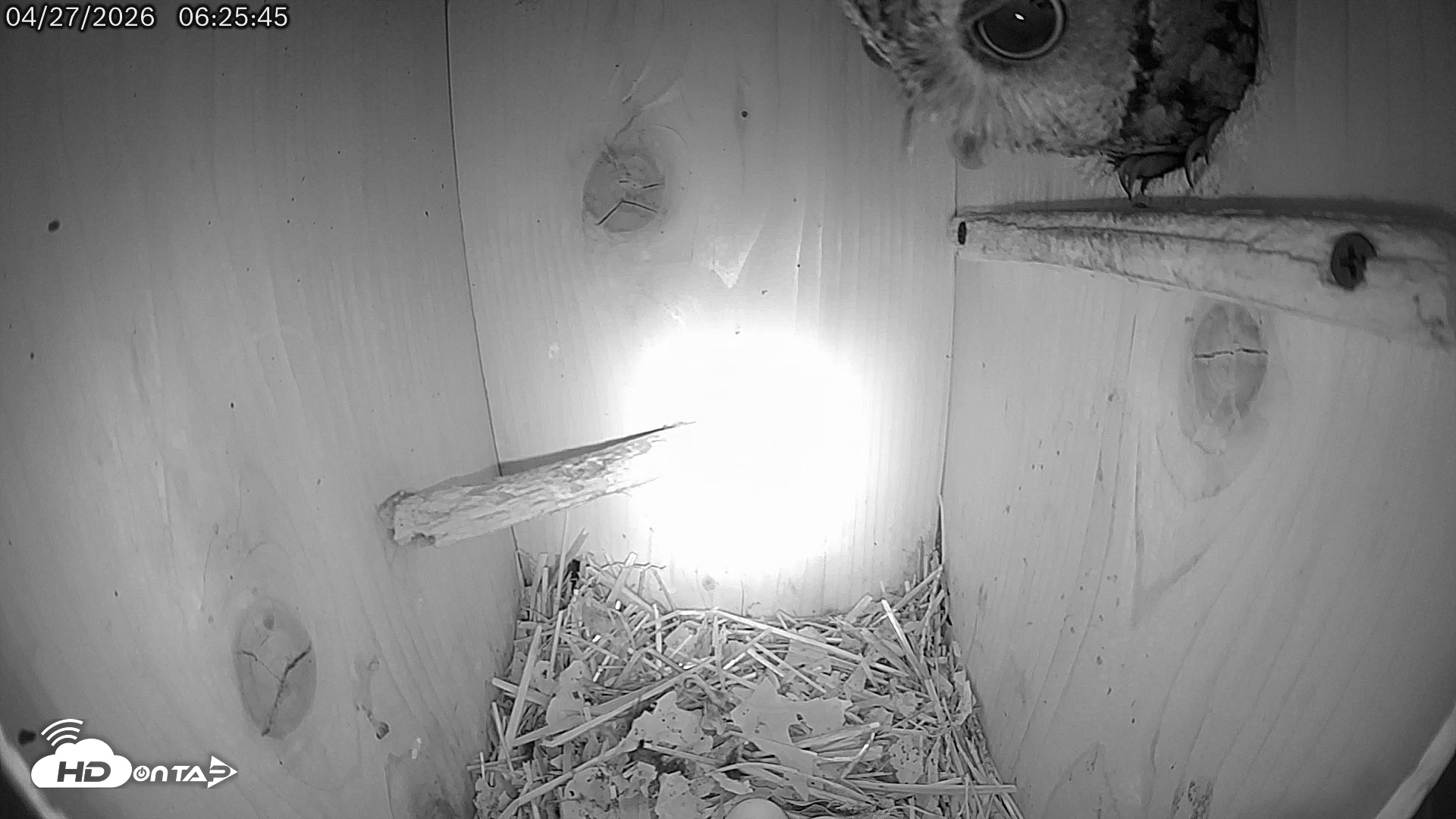 Snapshot of Eastern Screech Owl Live Cam taken Apr 27, 2026, 6:26am CDT