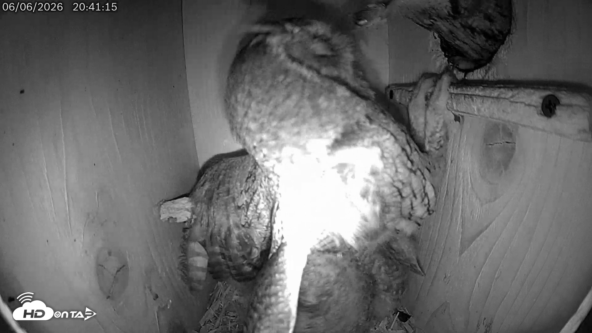 Snapshot of Eastern Screech Owl Live Cam taken Jun 7, 2026, 6:41am CDT