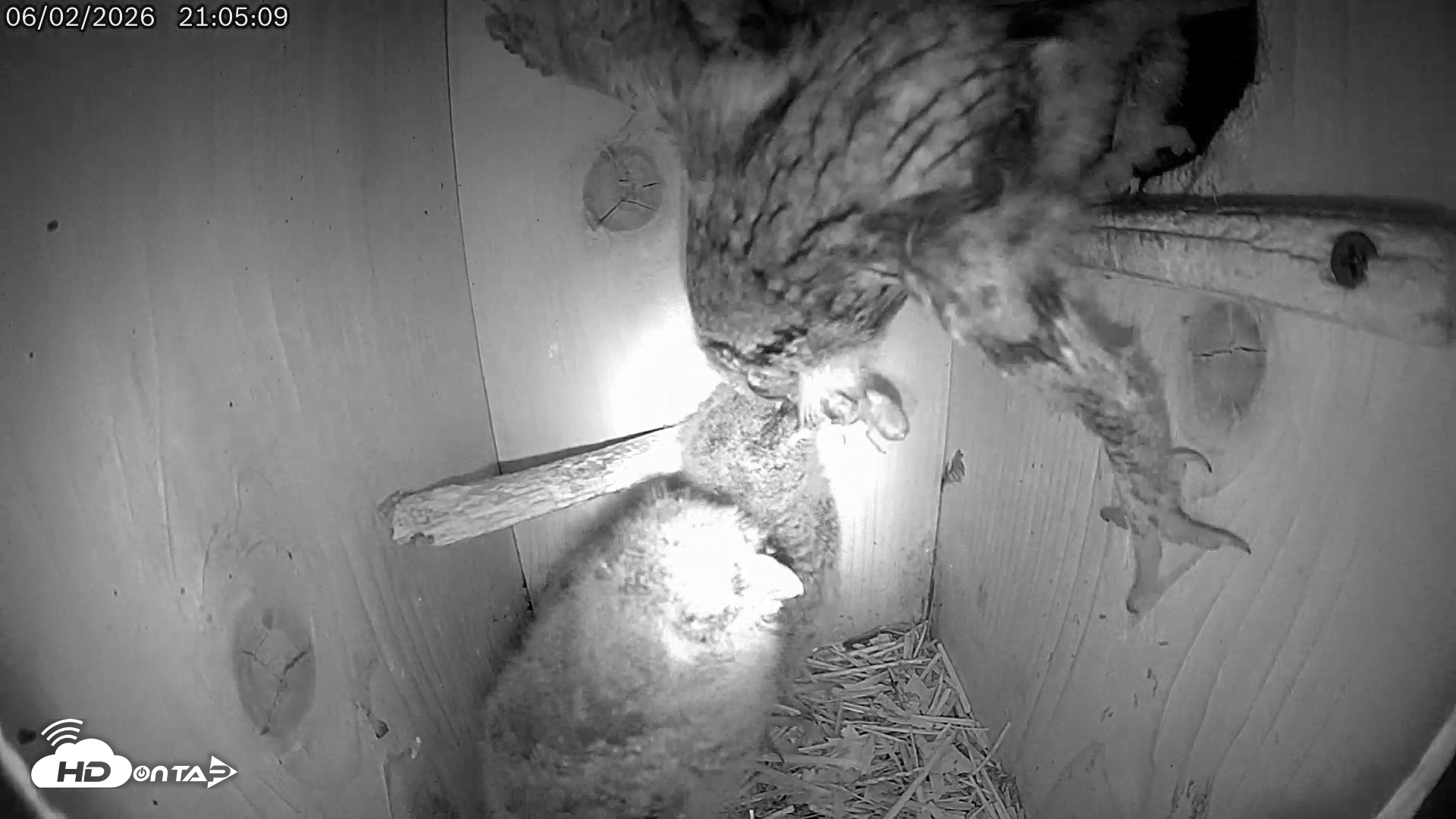 Snapshot of Eastern Screech Owl Live Cam taken Jun 2, 2026, 11:34pm CDT