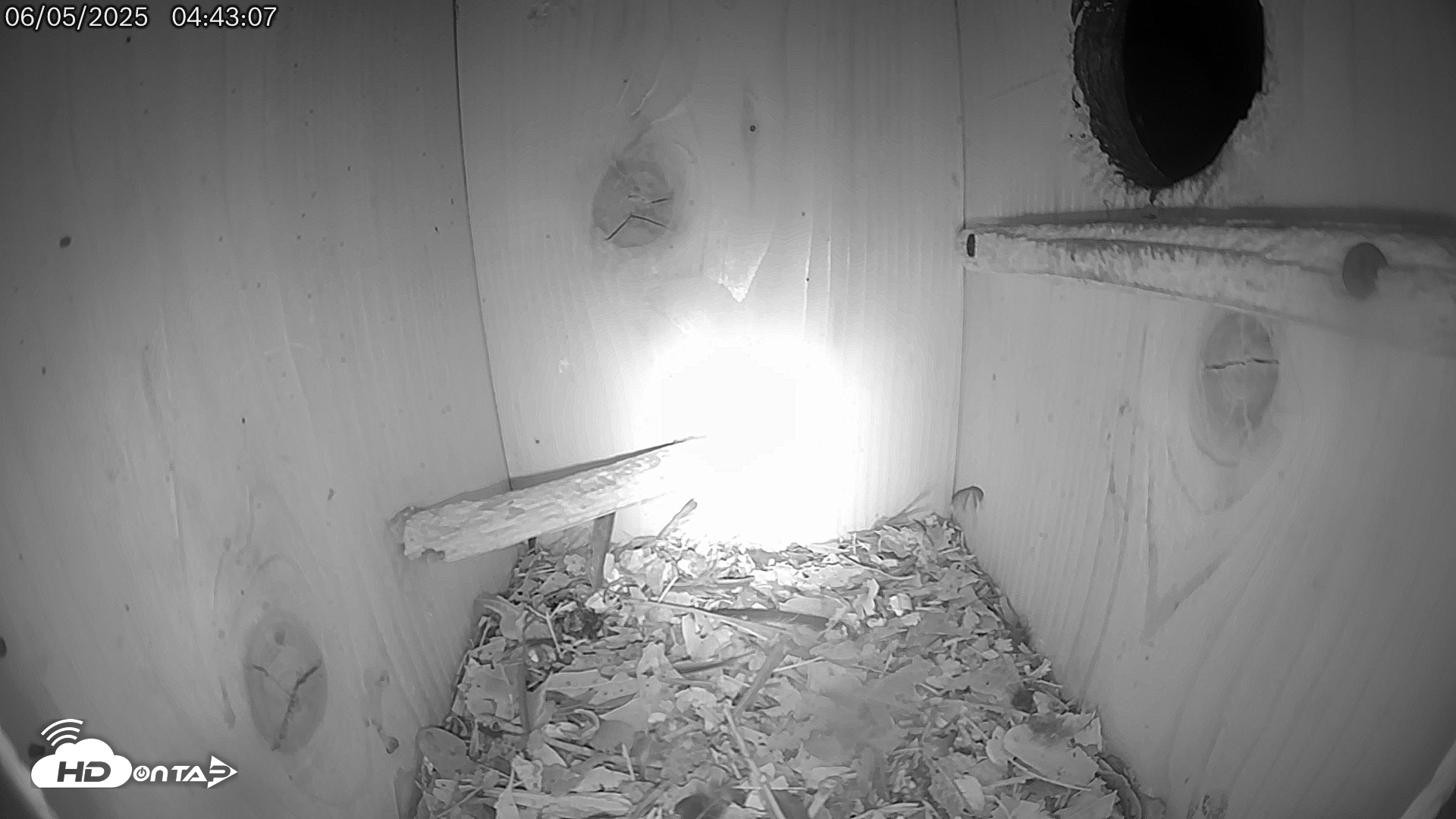 Snapshot of Eastern Screech Owl Live Cam taken Jun 5, 2025, 2:31pm CDT