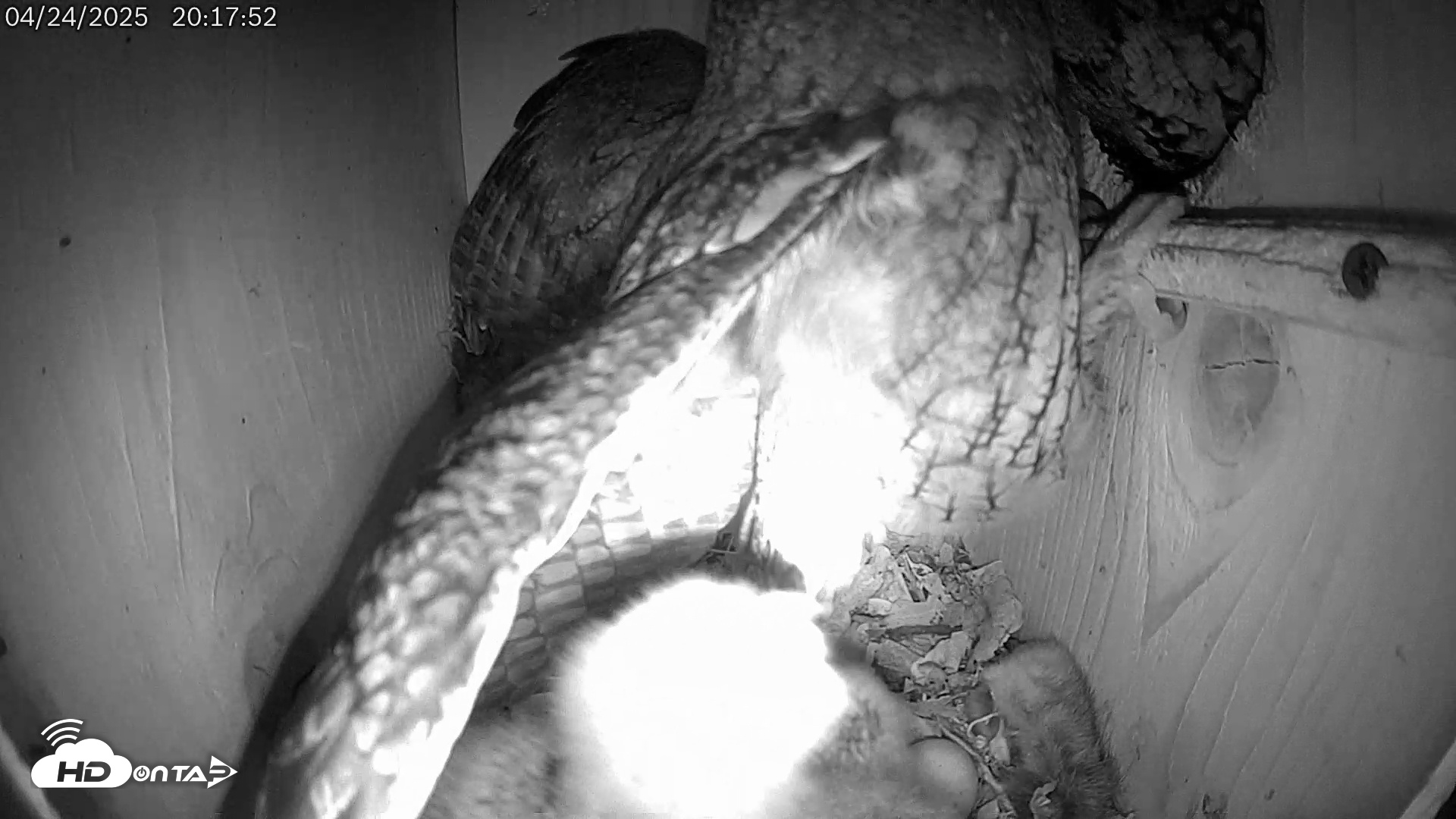 Snapshot of Eastern Screech Owl Live Cam taken Apr 24, 2025, 11:54pm CDT