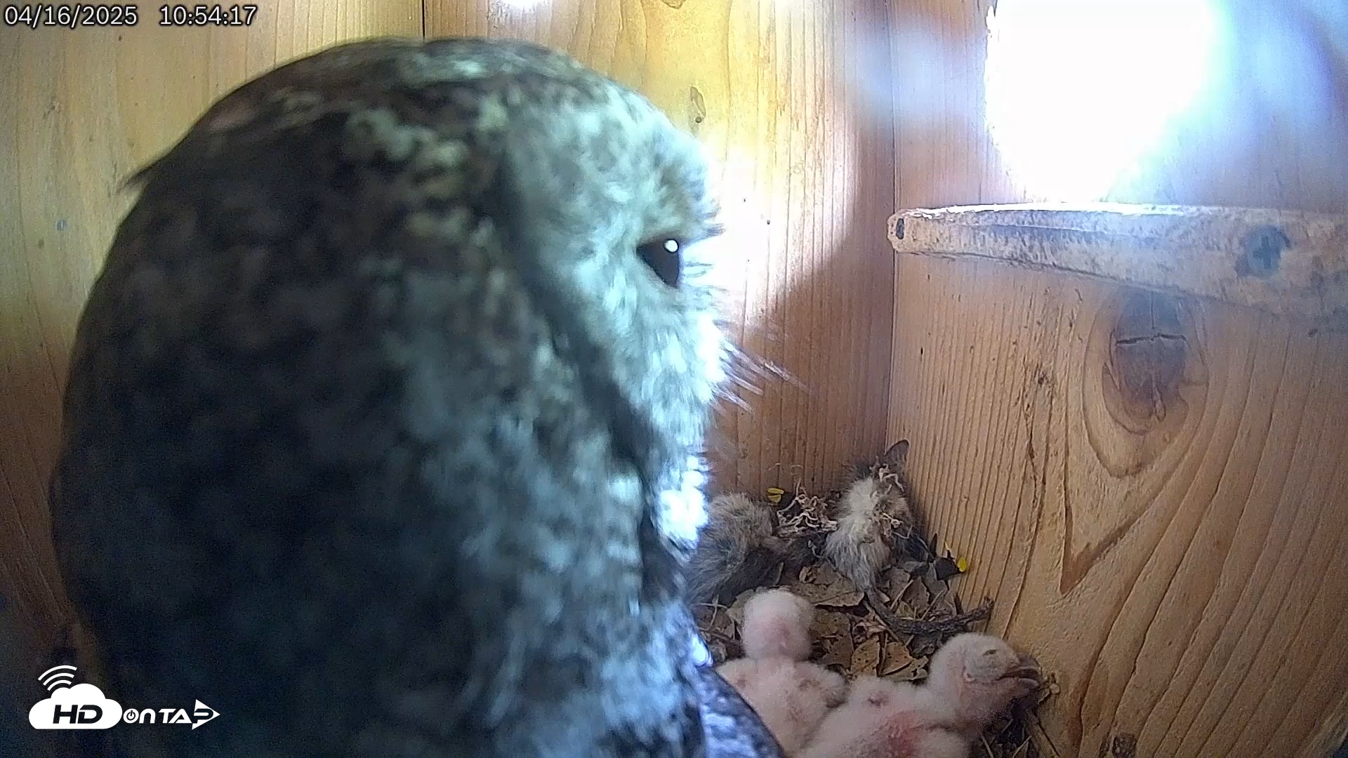 Snapshot of Eastern Screech Owl Live Cam taken Apr 16, 2025, 10:55am CDT