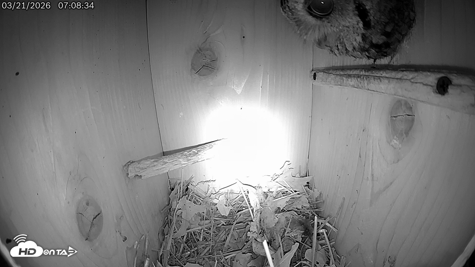 Snapshot of Eastern Screech Owl Live Cam taken Mar 21, 2026, 8:02am CDT