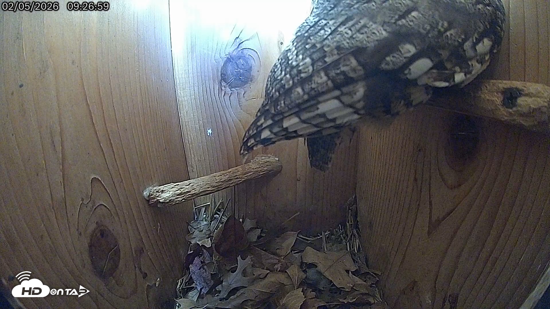 Snapshot of Eastern Screech Owl Live Cam taken Feb 5, 2026, 3:45pm CST