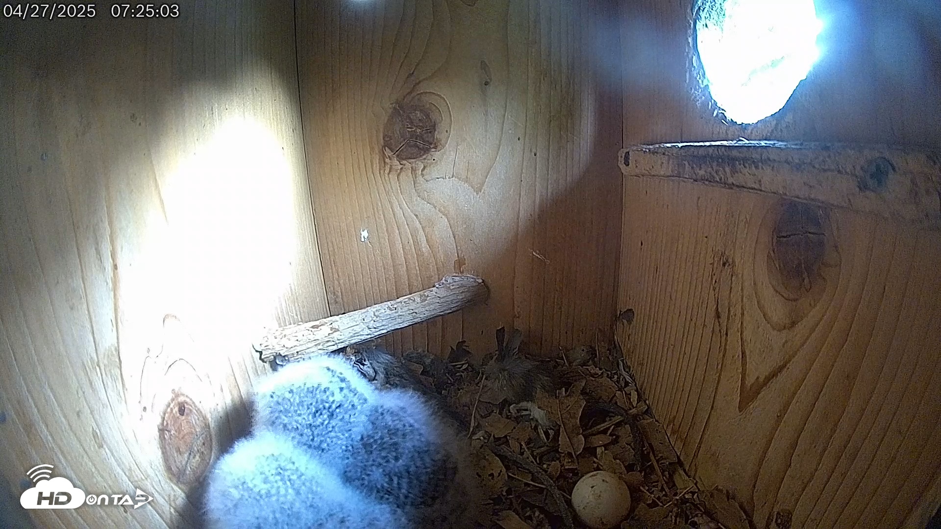 Snapshot of Eastern Screech Owl Live Cam taken Apr 27, 2025, 7:26am CDT