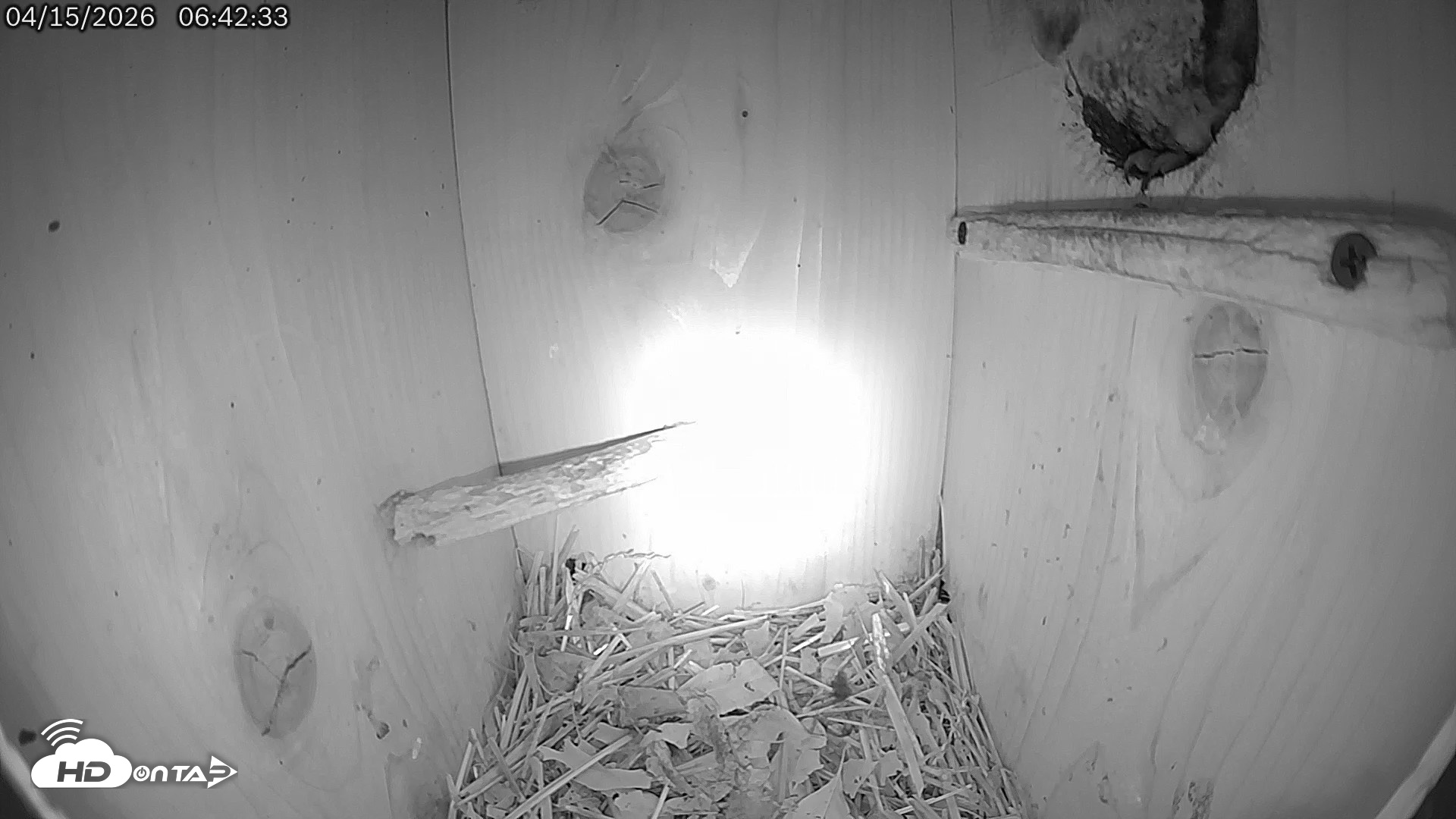 Snapshot of Eastern Screech Owl Live Cam taken Apr 15, 2026, 7:32am CDT