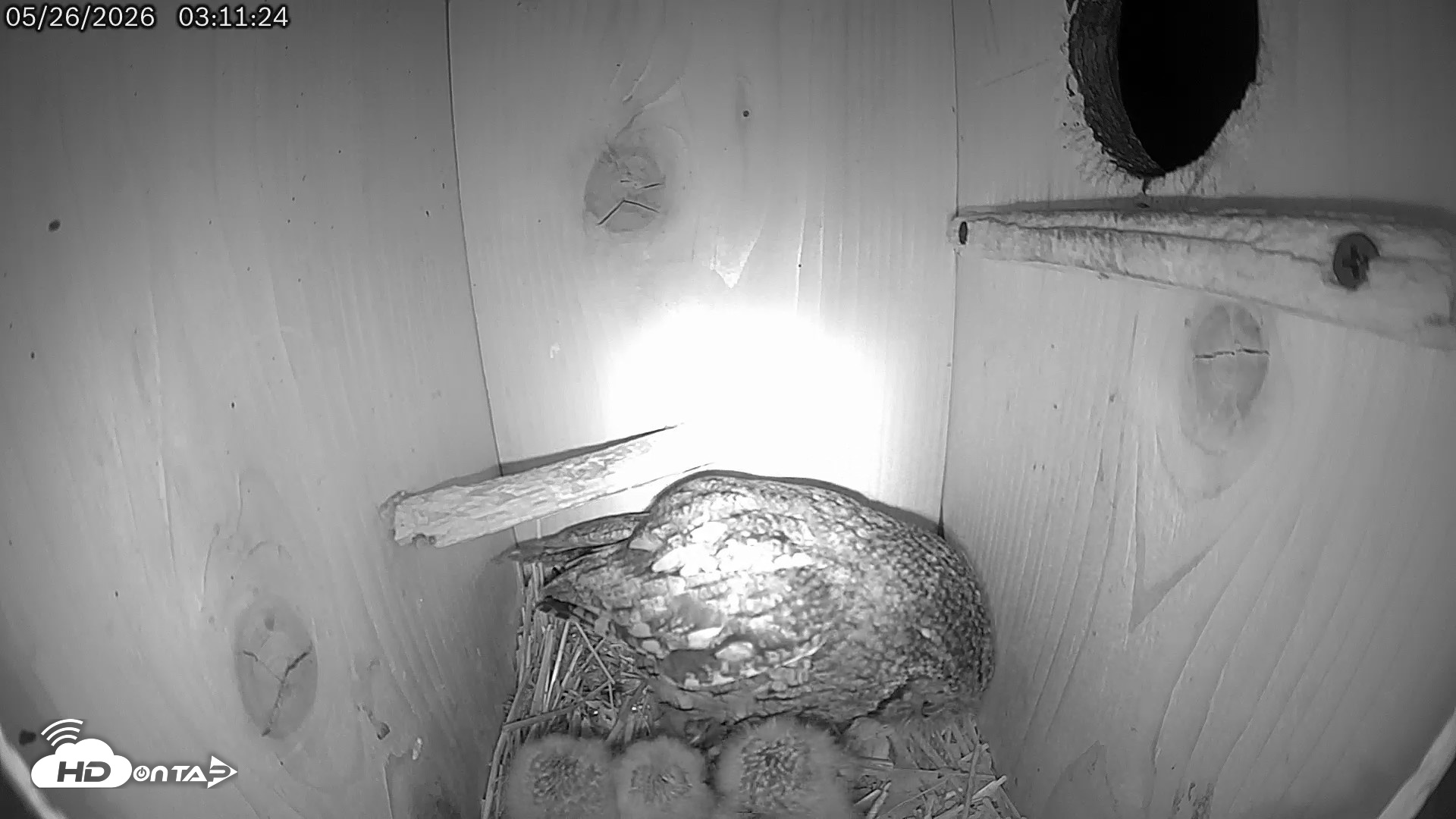Snapshot of Eastern Screech Owl Live Cam taken May 26, 2026, 3:54am CDT