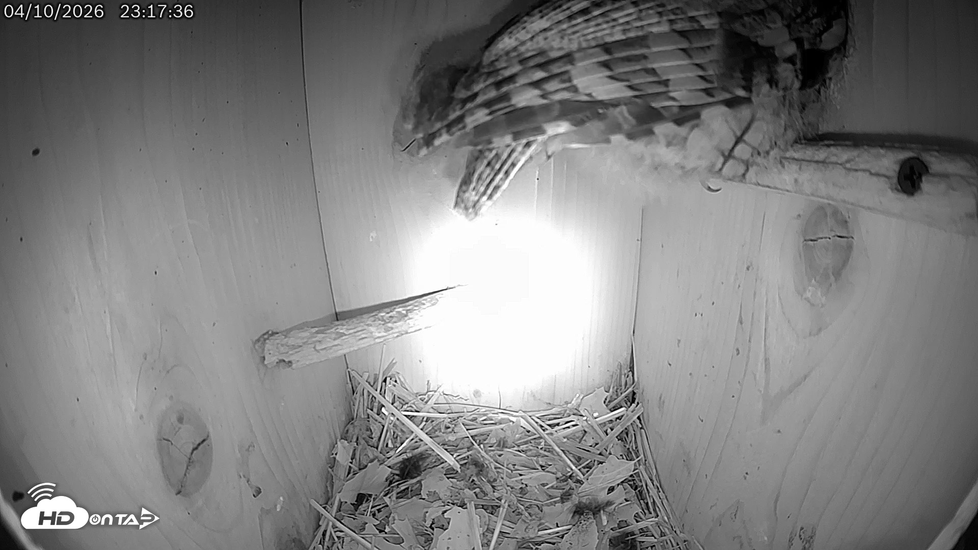 Snapshot of Eastern Screech Owl Live Cam taken Apr 11, 2026, 9:11am CDT