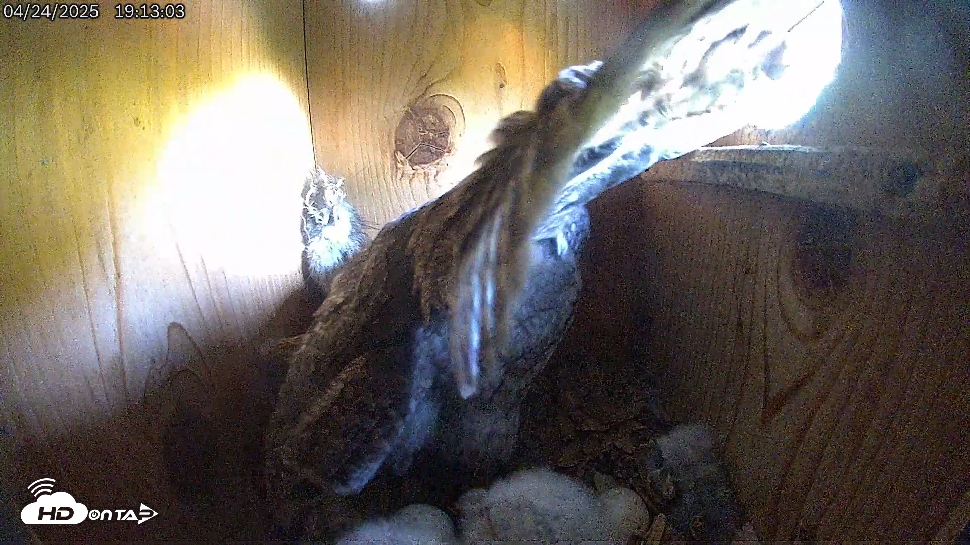 Snapshot of Eastern Screech Owl Live Cam taken Apr 25, 2025, 12:04am CDT