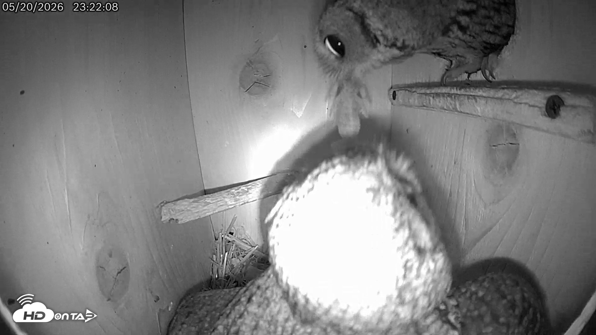Snapshot of Eastern Screech Owl Live Cam taken May 21, 2026, 7:10am CDT