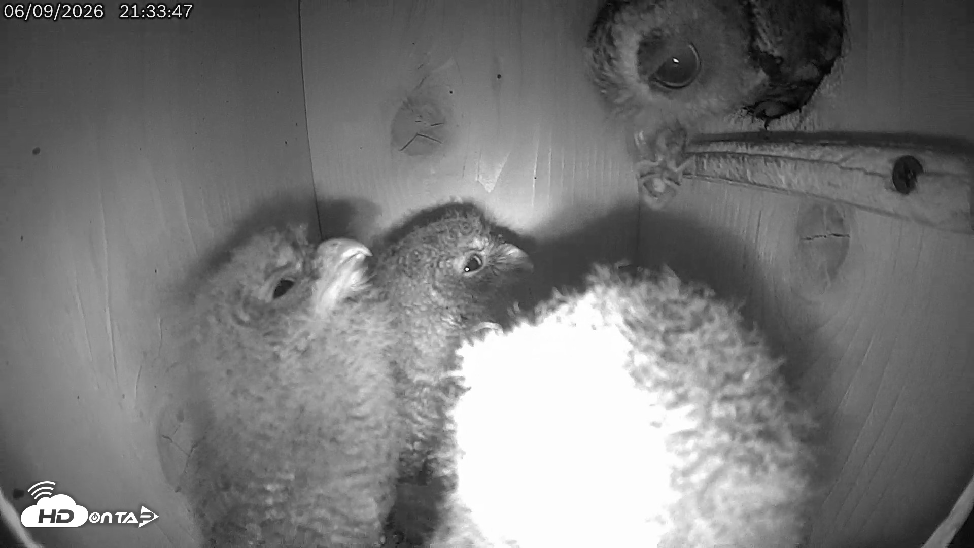Snapshot of Eastern Screech Owl Live Cam taken Jun 9, 2026, 11:54pm CDT
