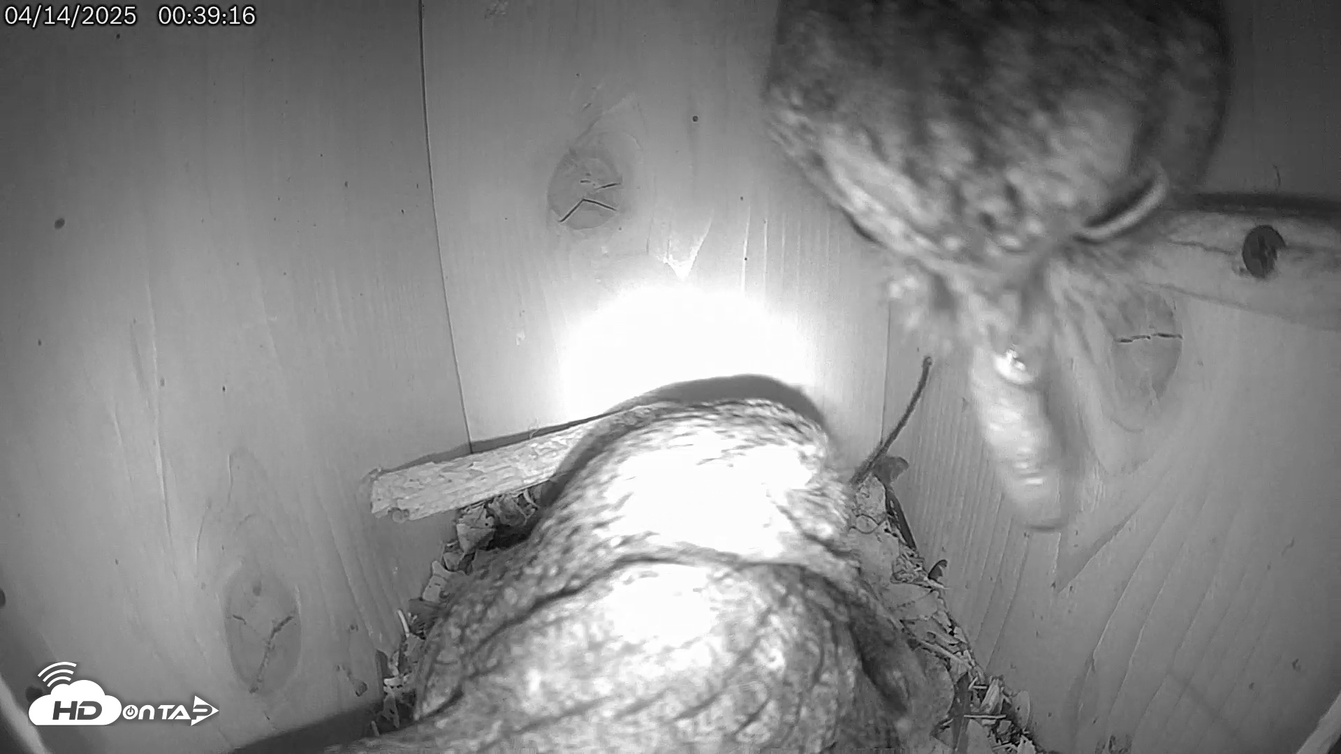 Snapshot of Eastern Screech Owl Live Cam taken Apr 14, 2025, 1:15am CDT