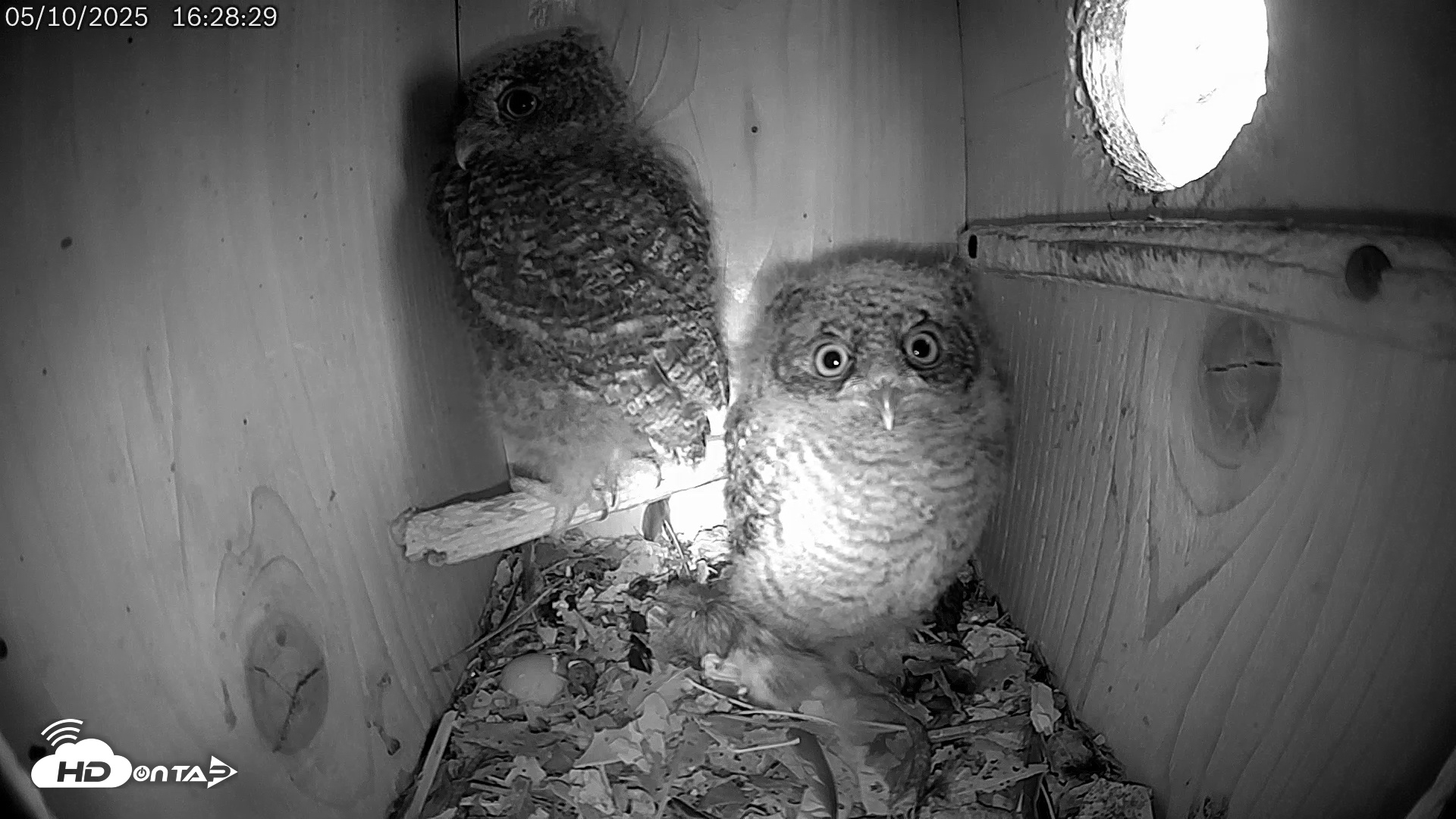 Snapshot of Eastern Screech Owl Live Cam taken May 10, 2025, 4:29pm CDT