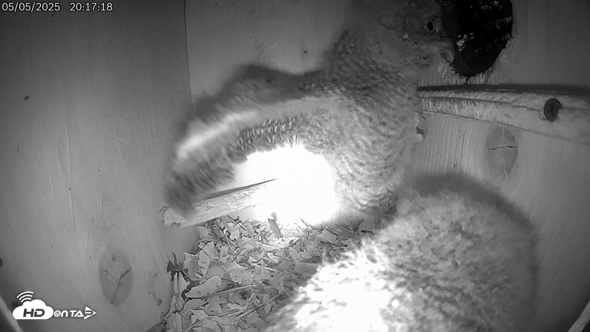 Snapshot of Eastern Screech Owl Live Cam taken May 6, 2025, 3:04am CDT
