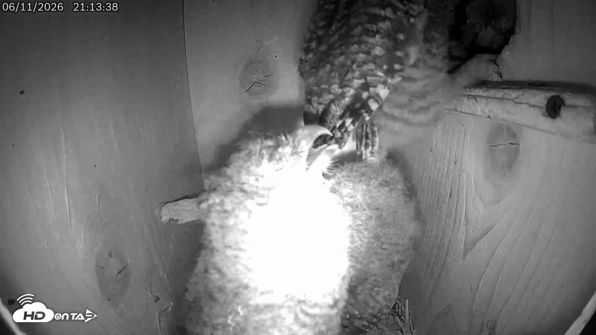 Snapshot of Eastern Screech Owl Live Cam taken Jun 11, 2026, 9:58pm CDT